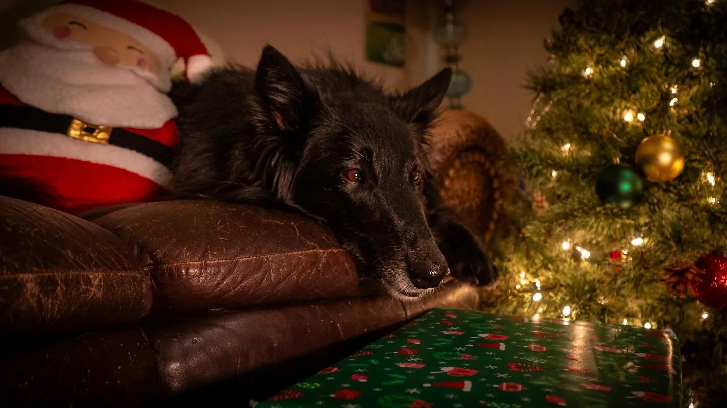 🎉🐶 A festive recap of cozy moments and adorable pets this holiday season. 🎄📸
Holiday Mini Sessions are still available&mdash;perfect for gifting, sharing, and keeping forever. 🎁❤️
✨ Giveaway ends December 23rd
&bull;
&bull;
#HolidayMiniSessions,