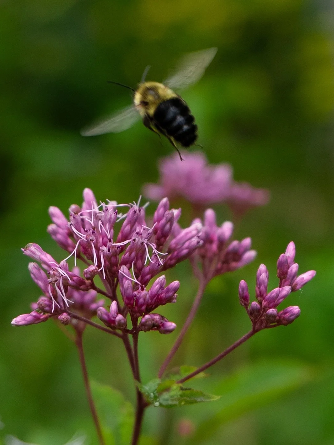 Just some 𝐛𝐮𝐦𝐛𝐥𝐞 𝐛𝐮𝐭𝐭𝐬 to boost your serotonin 🌸🐝
Bee honest&hellip; which tiny pollinator made you smile first &mdash; 1, 2, 3, or 4?

&bull;
&bull;
#naturephotography #beephoto #bugphotography #travelphotography #polinatorgarden #savet