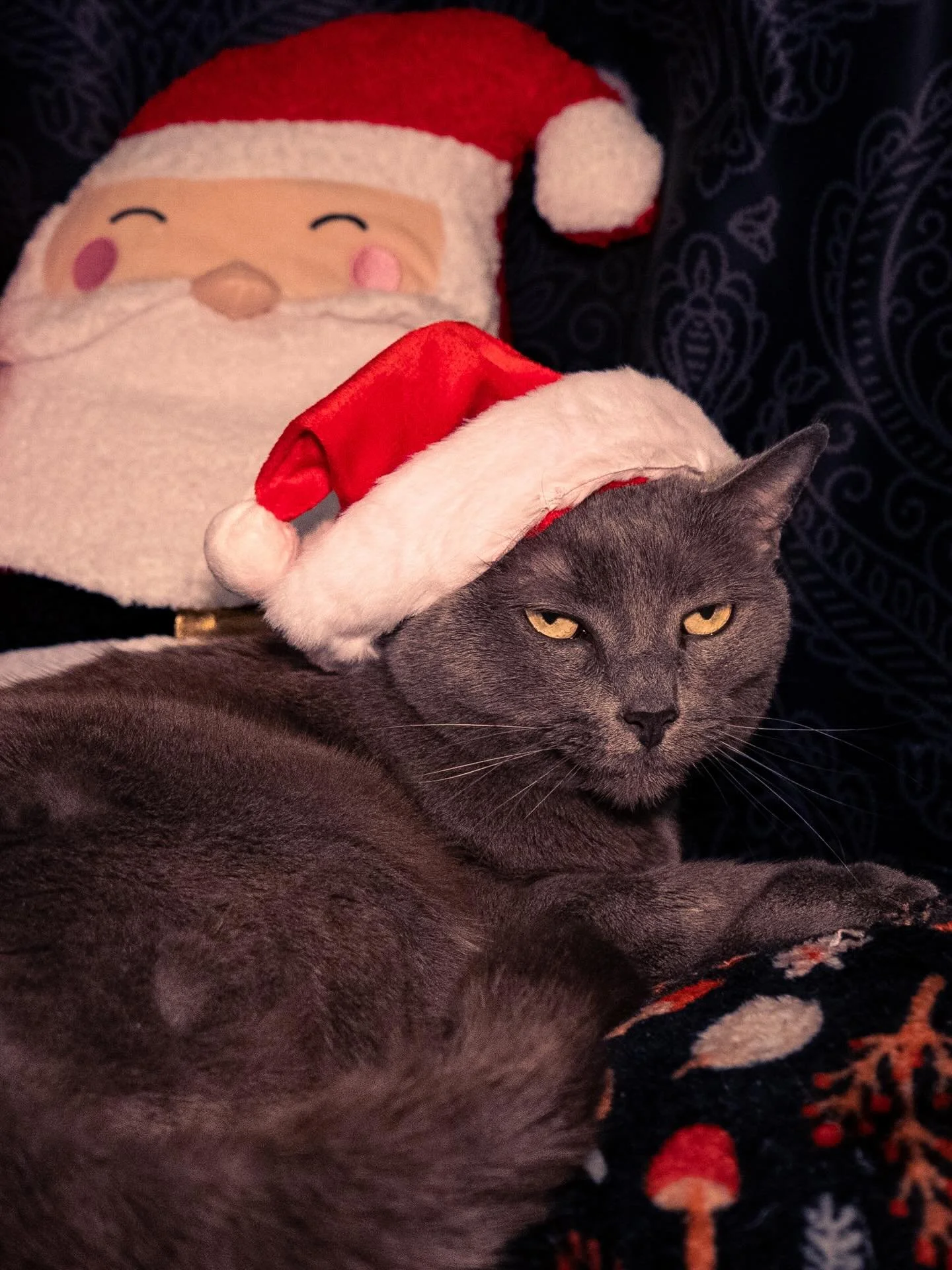 🐕🎄 Pets in their holiday best! Let&rsquo;s celebrate the season with furry friends. 🐾❤️
Holiday Mini Sessions aren&rsquo;t just for people&mdash;because pets are family too. 🎁
&bull;
✨ Booking now + don&rsquo;t forget to enter the giveaway!
&bull