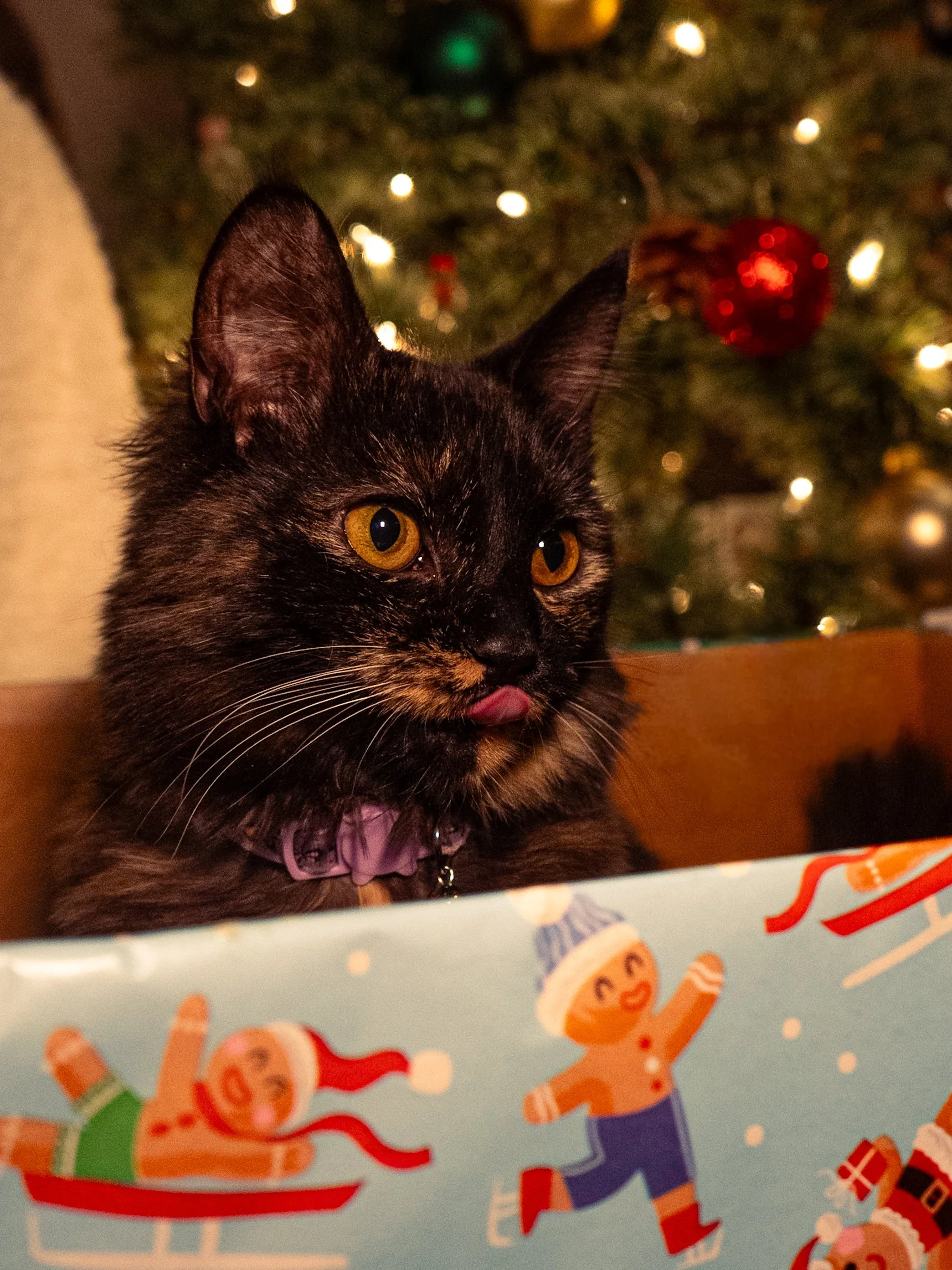 Olivia Cohen ( @Livv.Carter_ )-03.jpeg