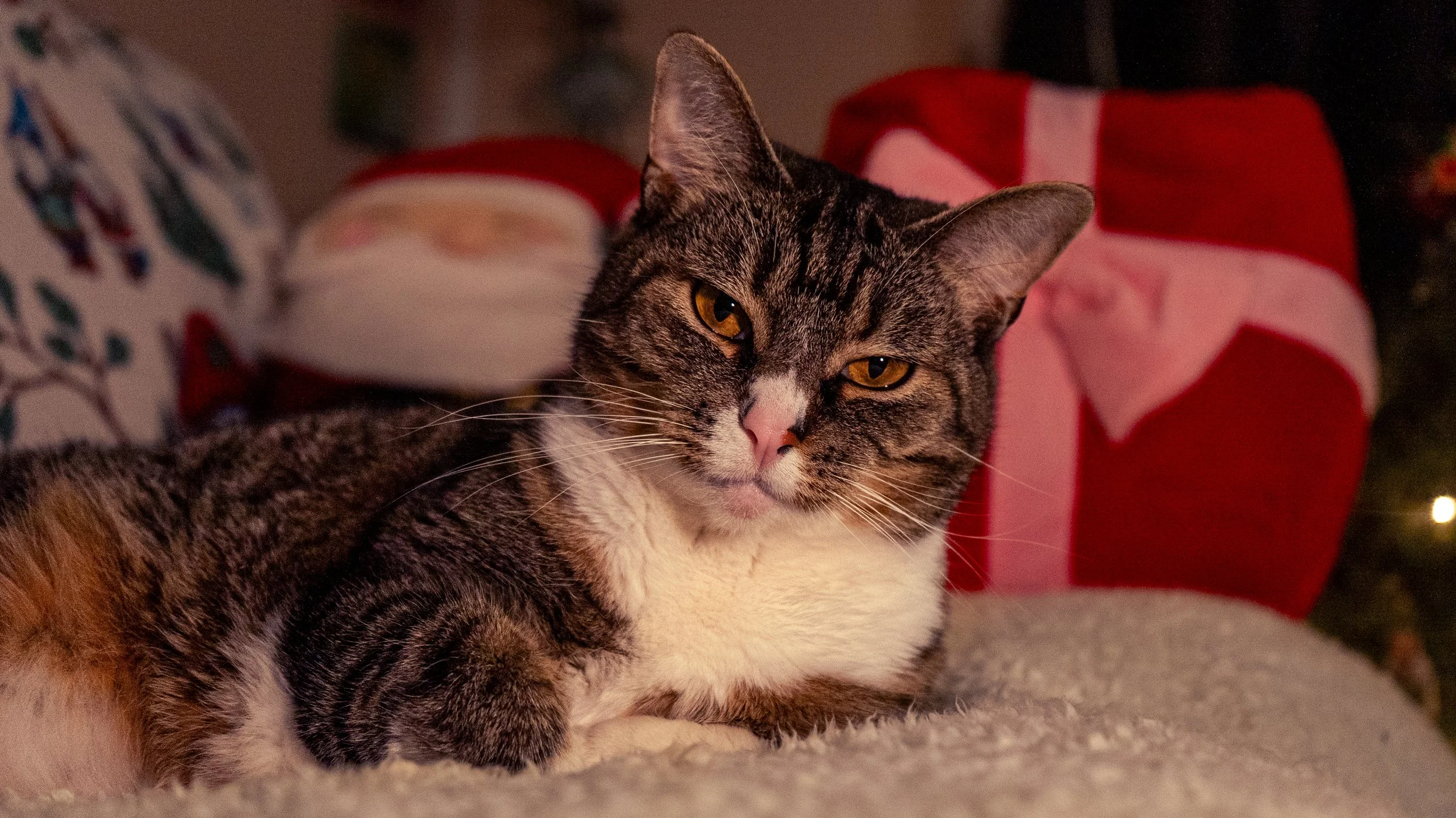 Olivia Cohen ( @Livv.Carter_ )-06.jpeg