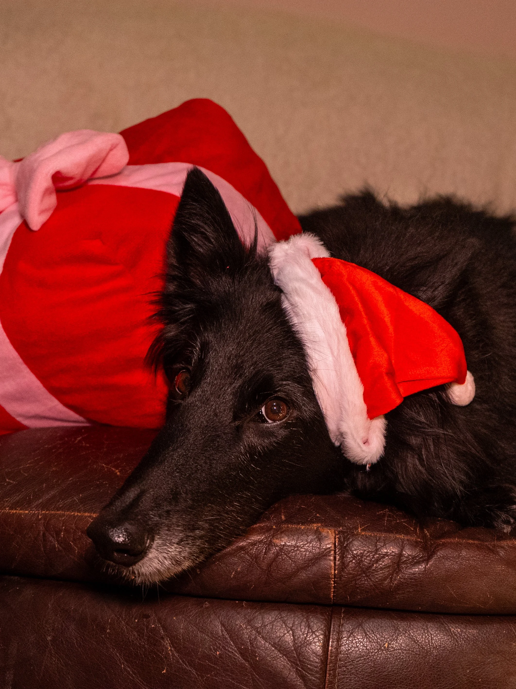 Olivia Cohen ( @Livv.Carter_ )-26.jpeg