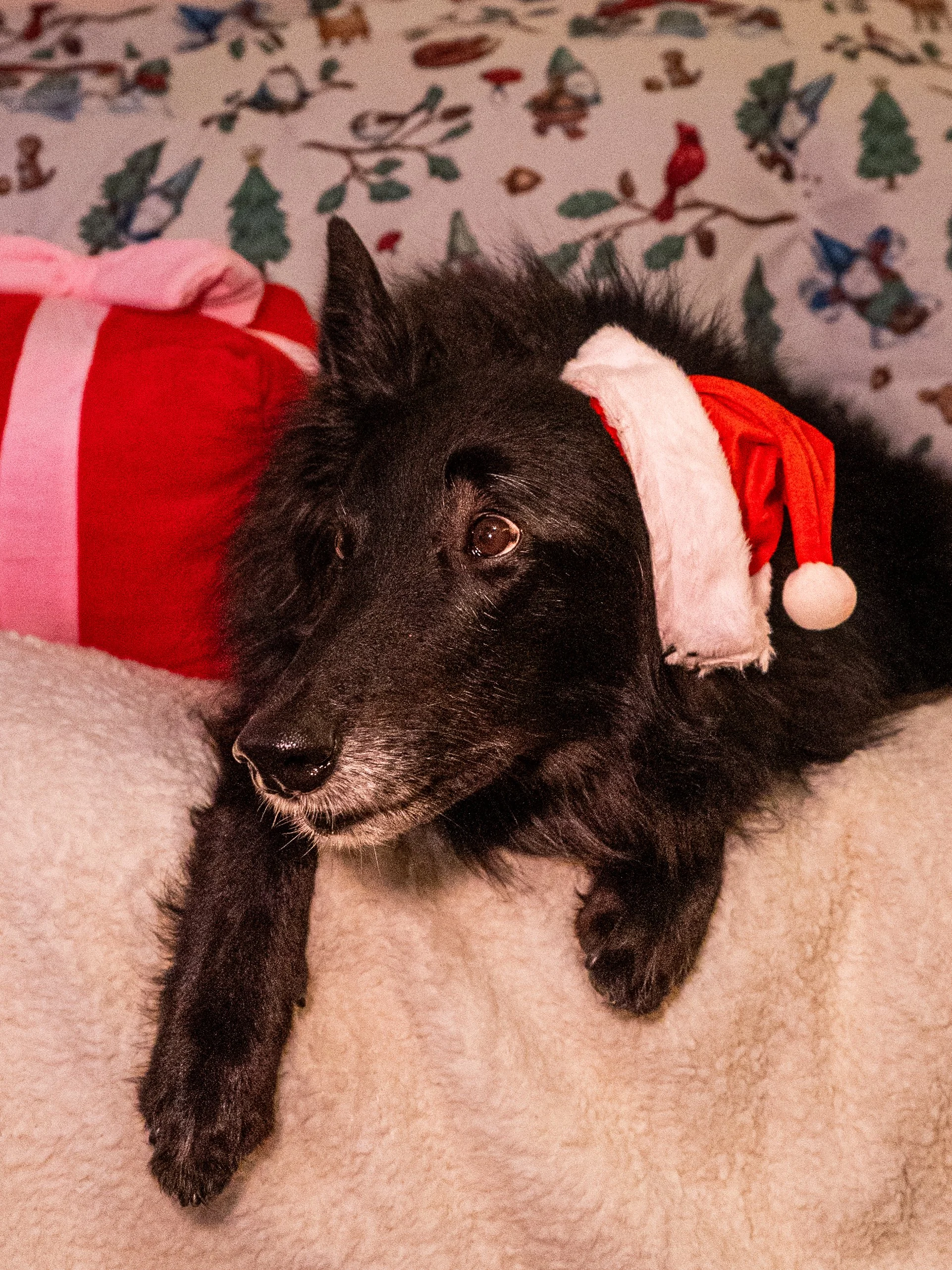 Olivia Cohen ( @Livv.Carter_ )-01.jpeg