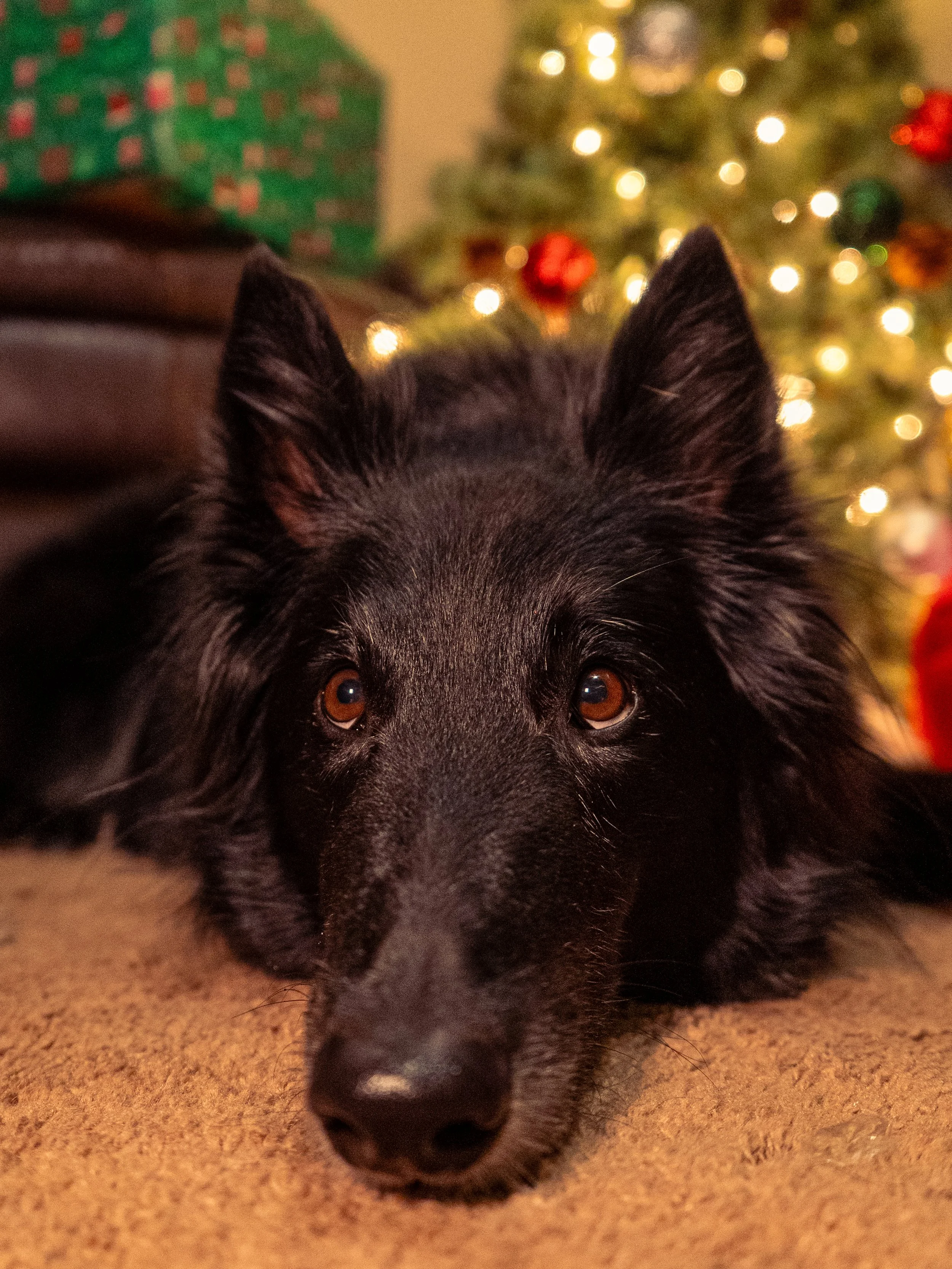 Olivia Cohen ( @Livv.Carter_ )-35.jpeg