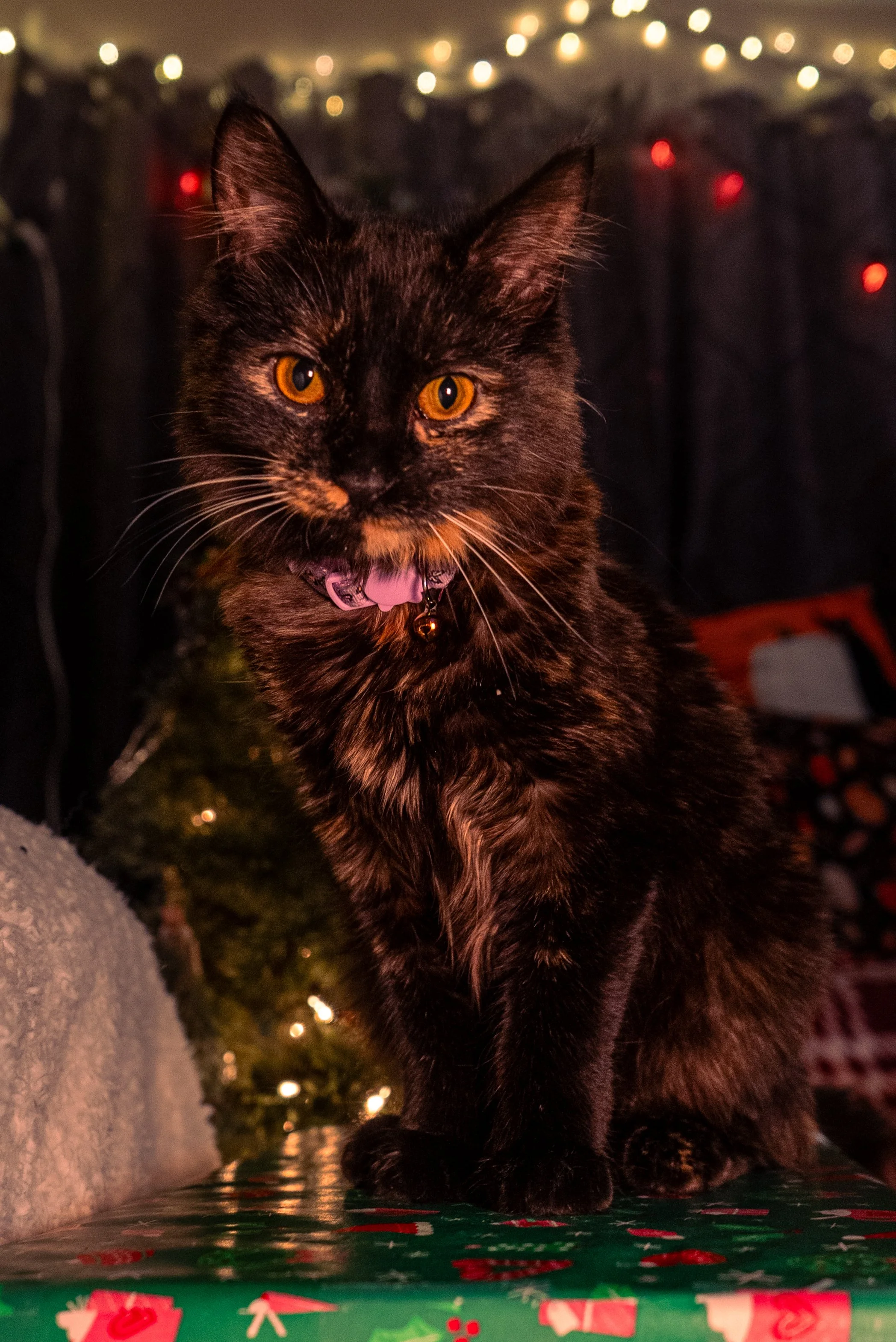 Olivia Cohen ( @Livv.Carter_ )-05.jpeg