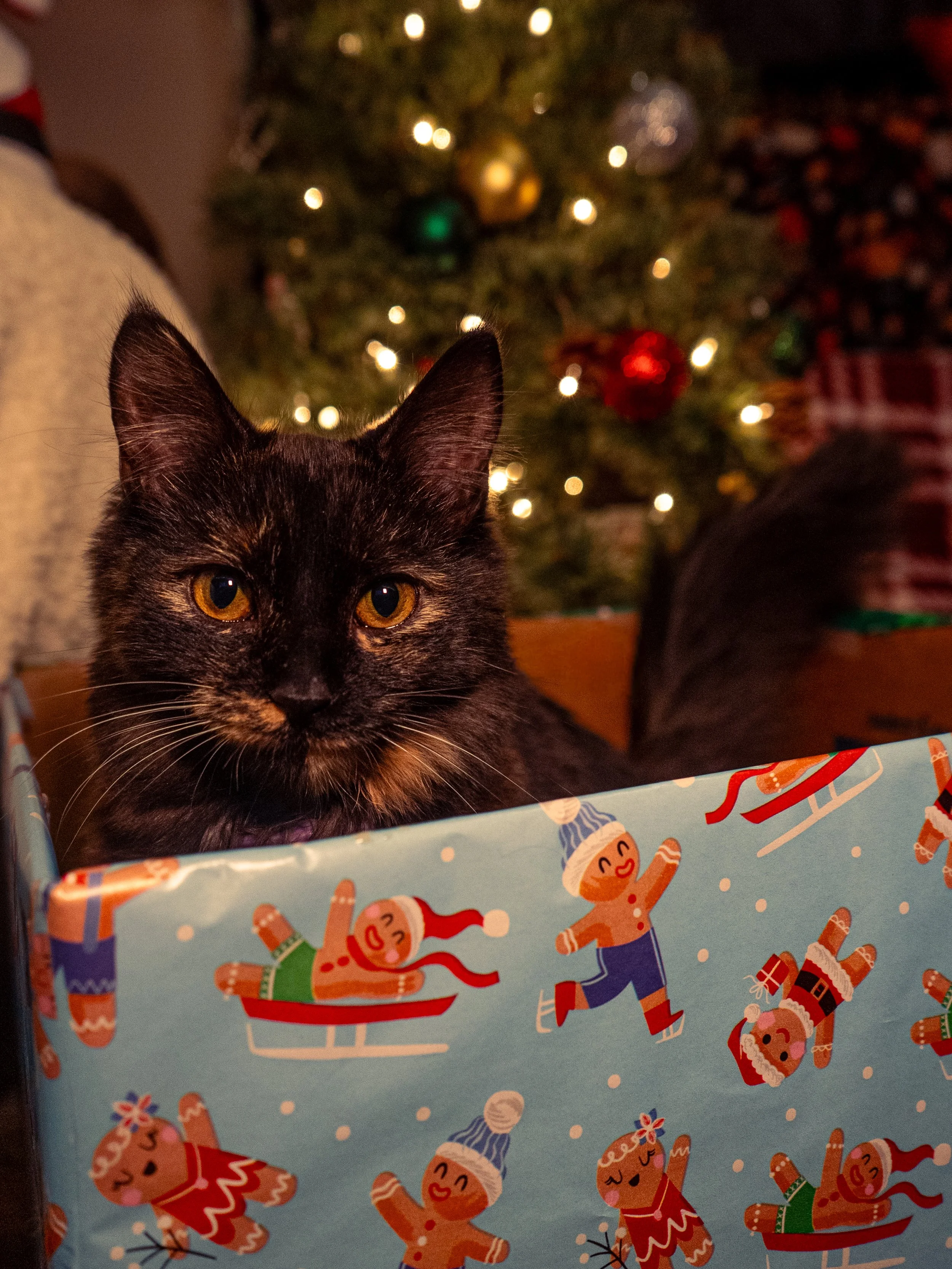 Olivia Cohen ( @Livv.Carter_ )-04.jpeg