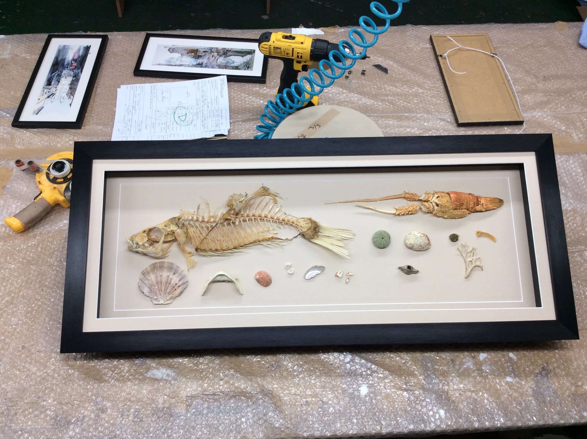 A framed display of various fish skeletons, shells, and sea creatures on a table, with tools and documents around it, likely part of a scientific or museum exhibit.
