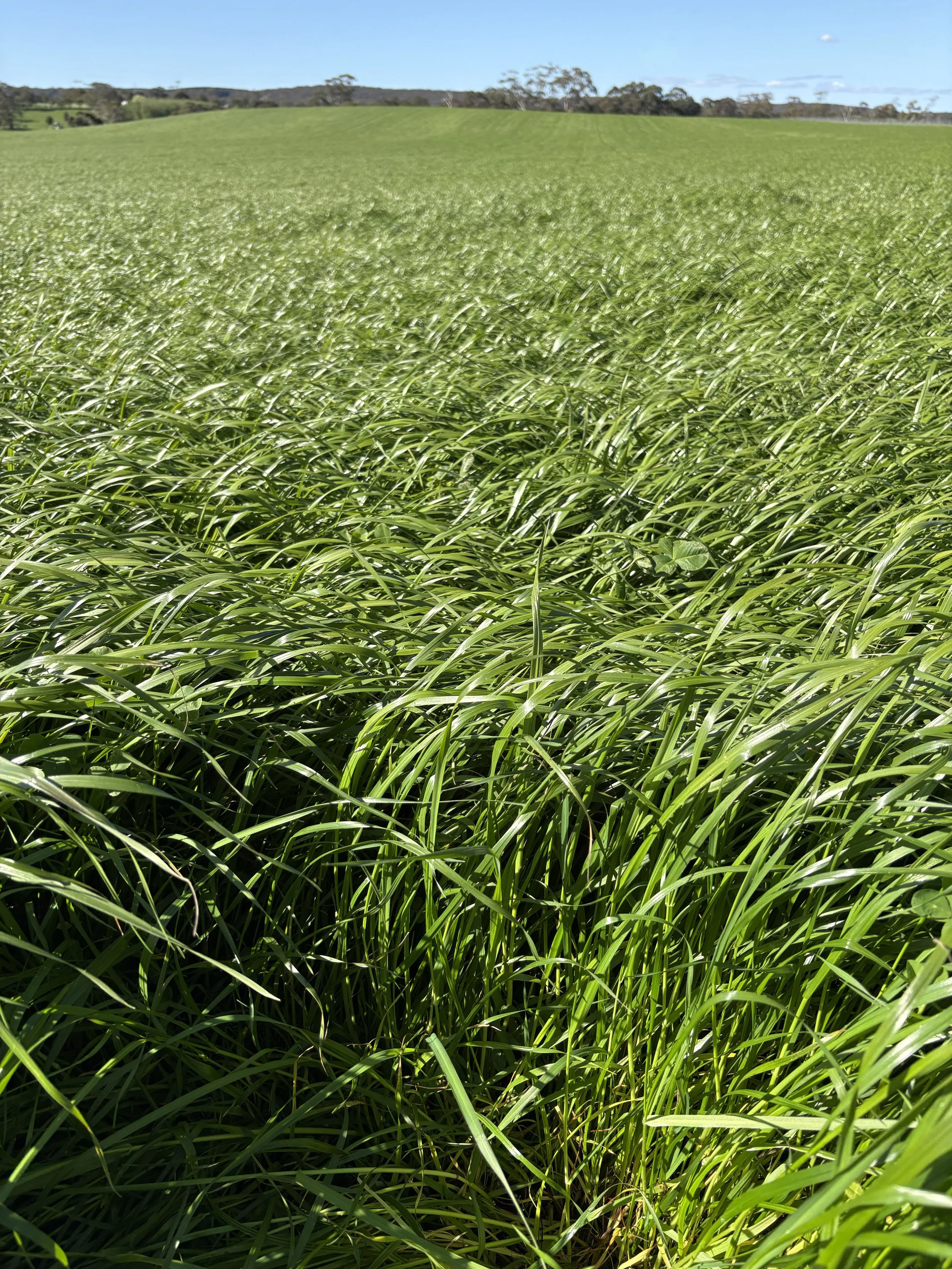 Lush green grass field extending towards the horizon with a few trees in the background under a clear blue sky.