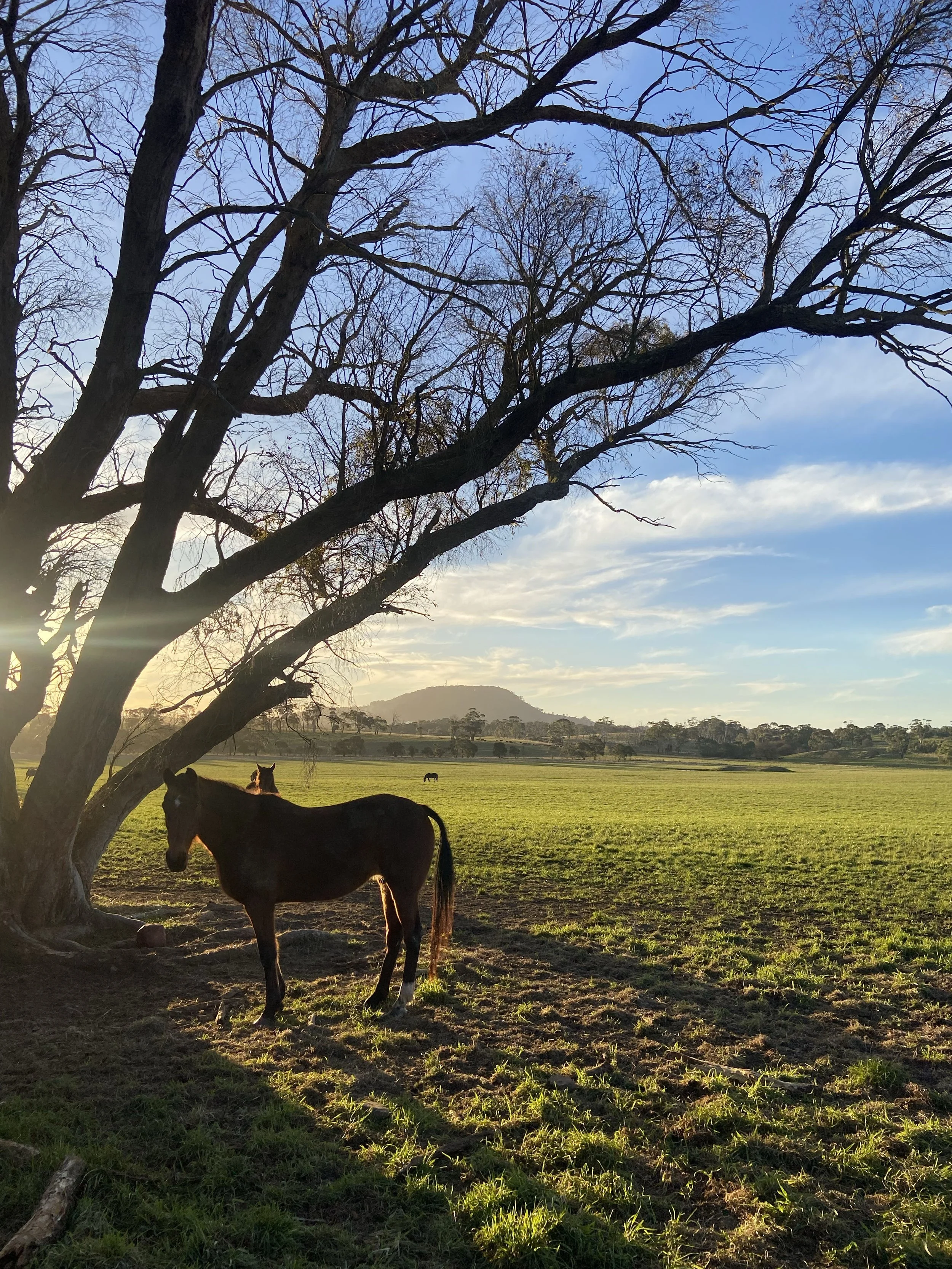 A horse standing under a large tree in a grassy field, with other horses in the distance and a hill in the background at sunset.