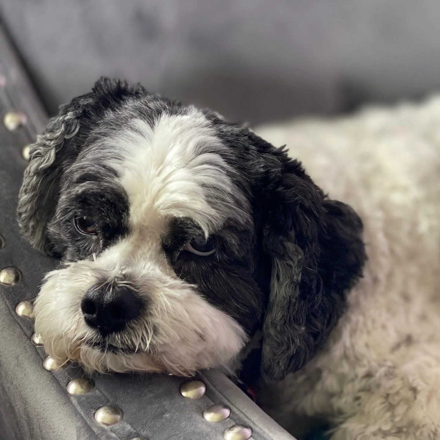 Happy 16th Birthday Bowie! 🧁🐾

It's my pup pups sweet 16 today! Bowie spent some time for a few years as an emotional support animal and came to work with me every day and did some great therapy with my clients. Many of you know him well.

I know m