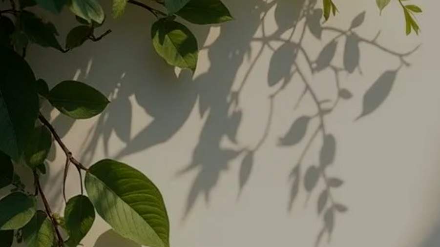 Green leaves casting shadows on a light-colored wall.