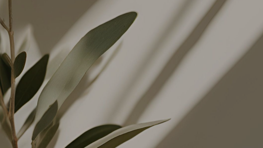 Close-up of green leaves on a branch indoors with a plain background.