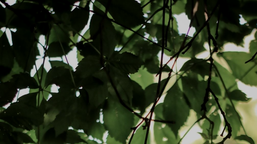 Close-up of green leaves and tree branches with sunlight shining through.