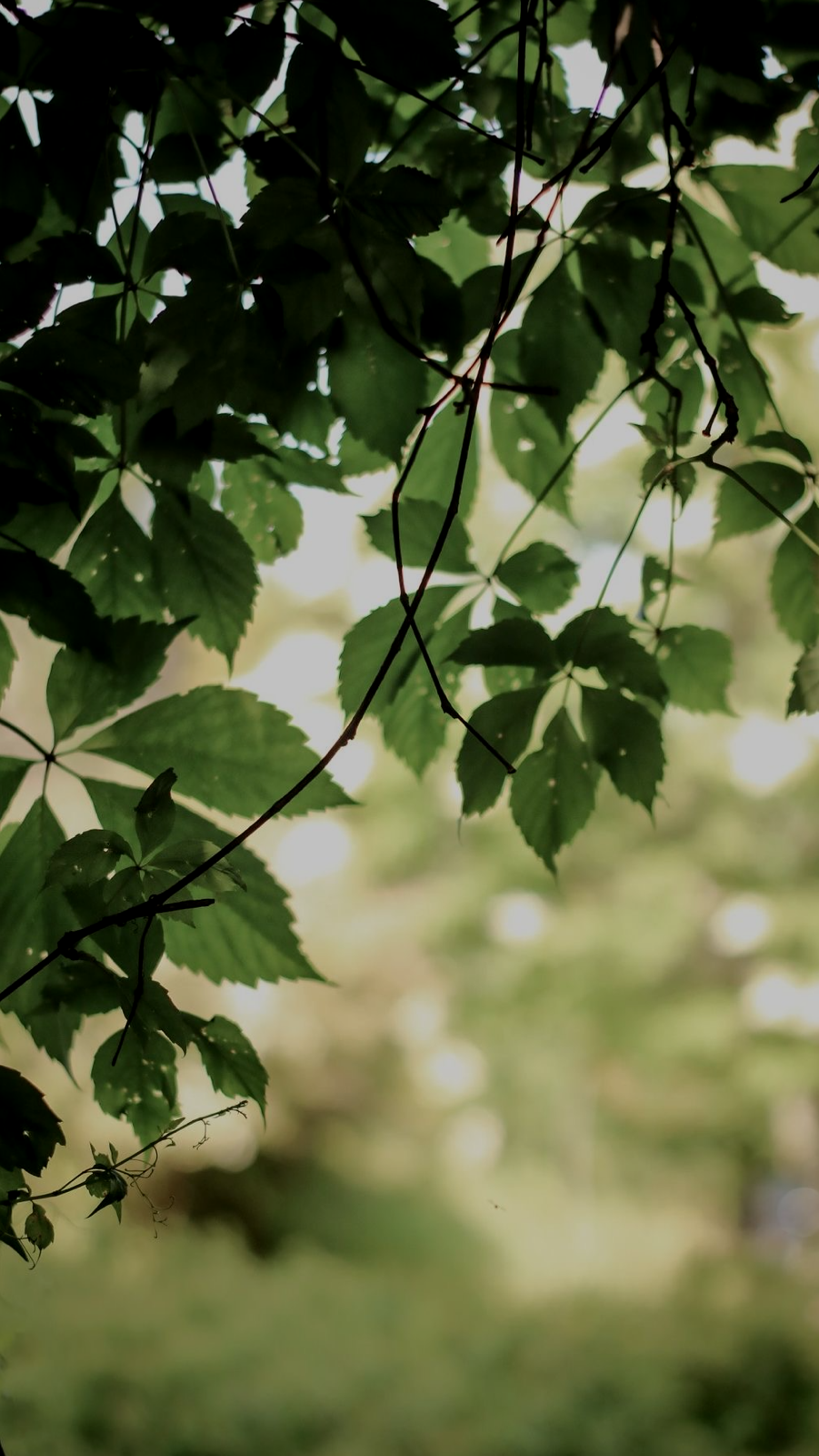 Close-up of green leaves hanging from tree branches, with a blurred background of more greenery.