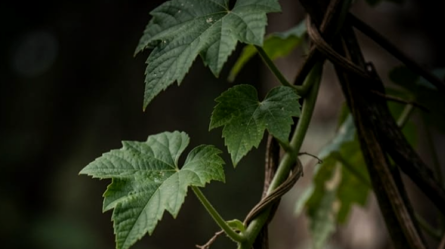 Close-up of green ivy leaves climbing on a wooden stick.