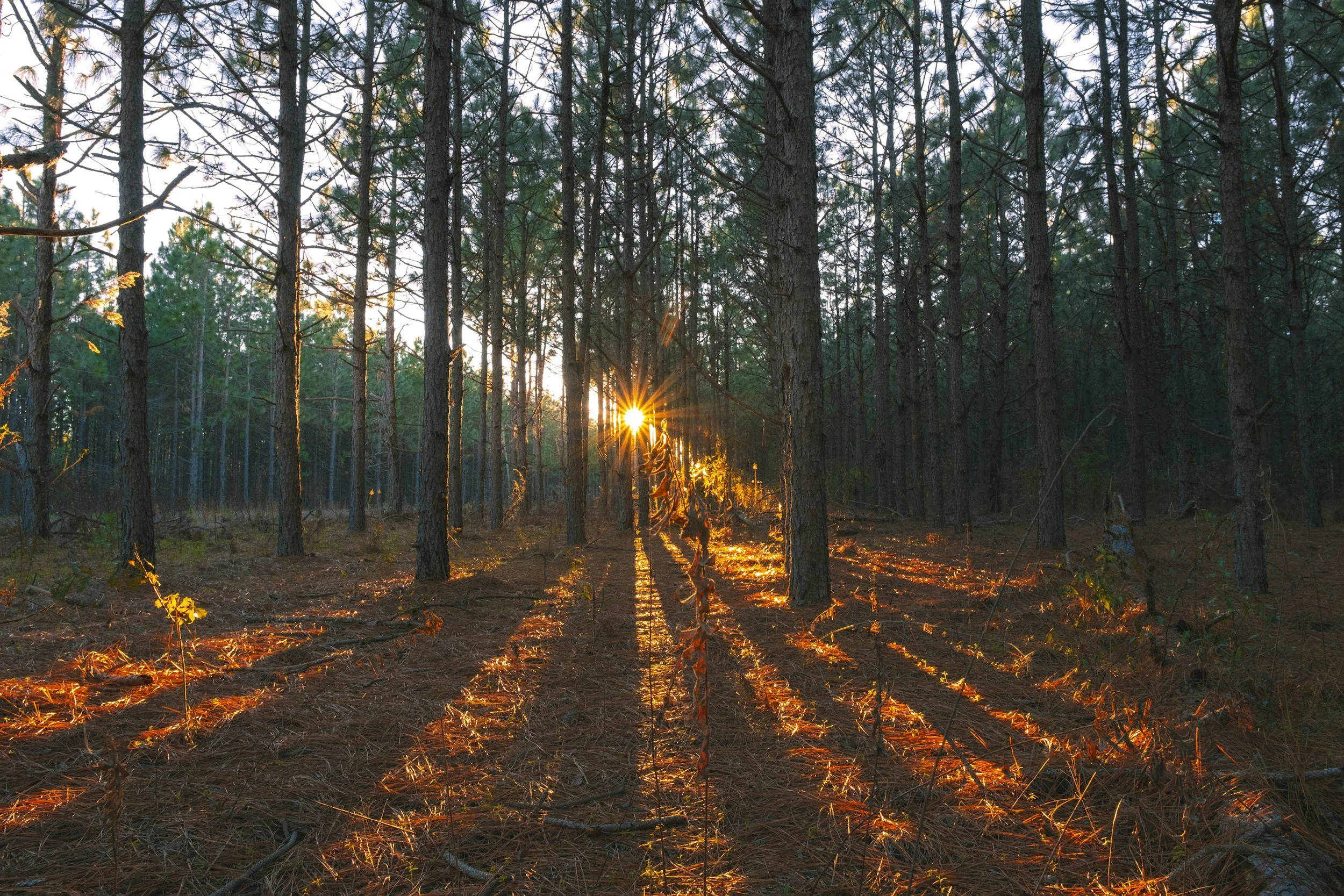 Sunset through a dense pine forest, with sunlight peeking through the trees and casting long shadows on the forest floor covered with pine needles.