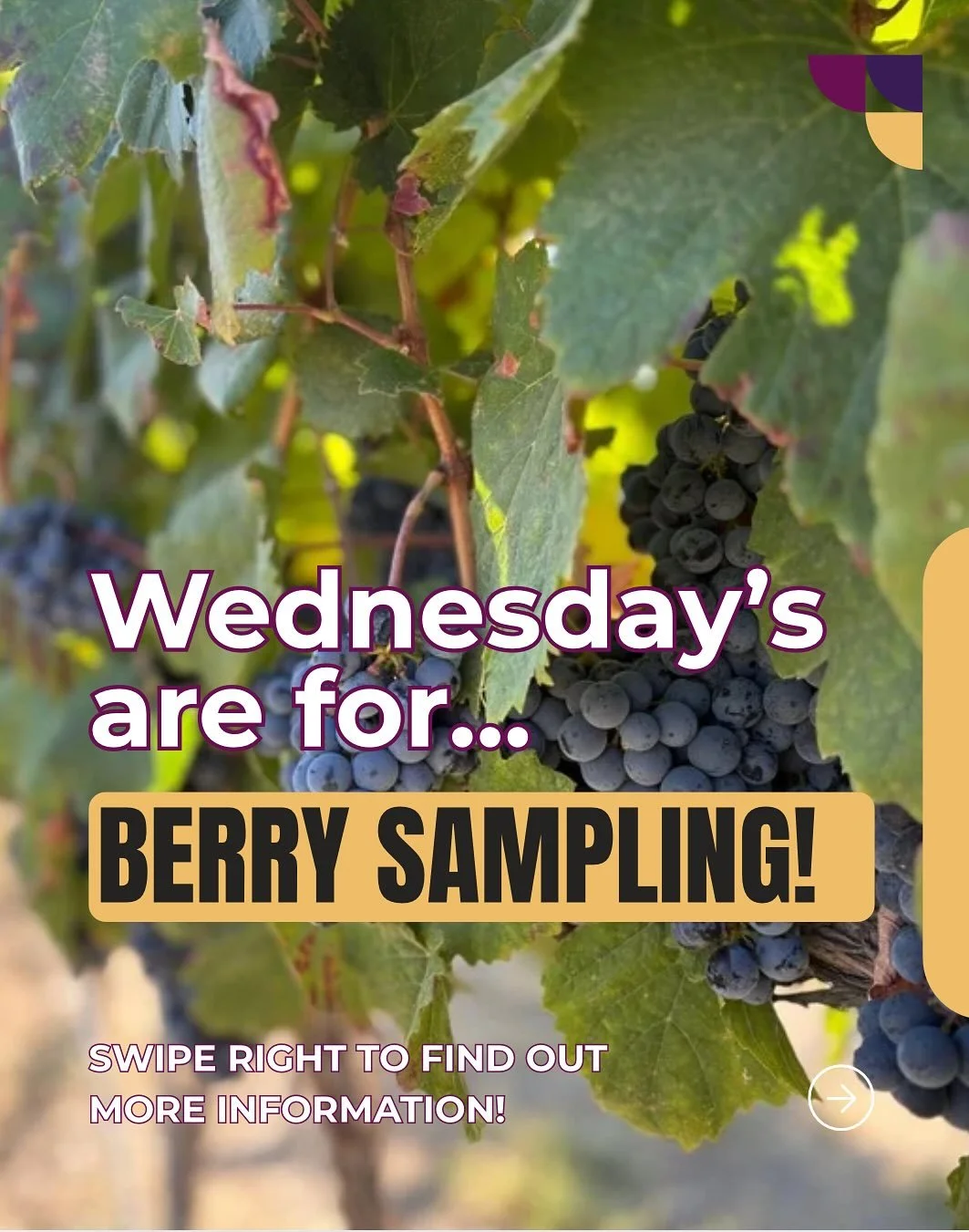 Wednesdays are for berry sampling! Curious how we check ripeness? Swipe right to see how it&rsquo;s done!

#wedowine #wawine #harvest2025 #hyattvineyards #yakimavalley #yakimavalleywine