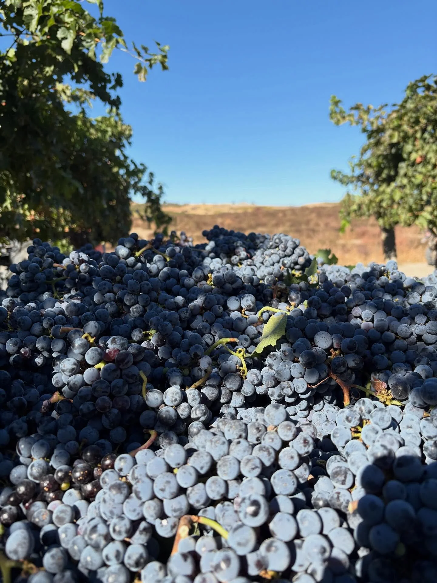 Different vines, different needs. Our crew knows when it’s time hand harvesting keeps the focus on precision and timing.
#hyattvineyards #harvest2025 #handpick #estatevineyard #handpickharvest
