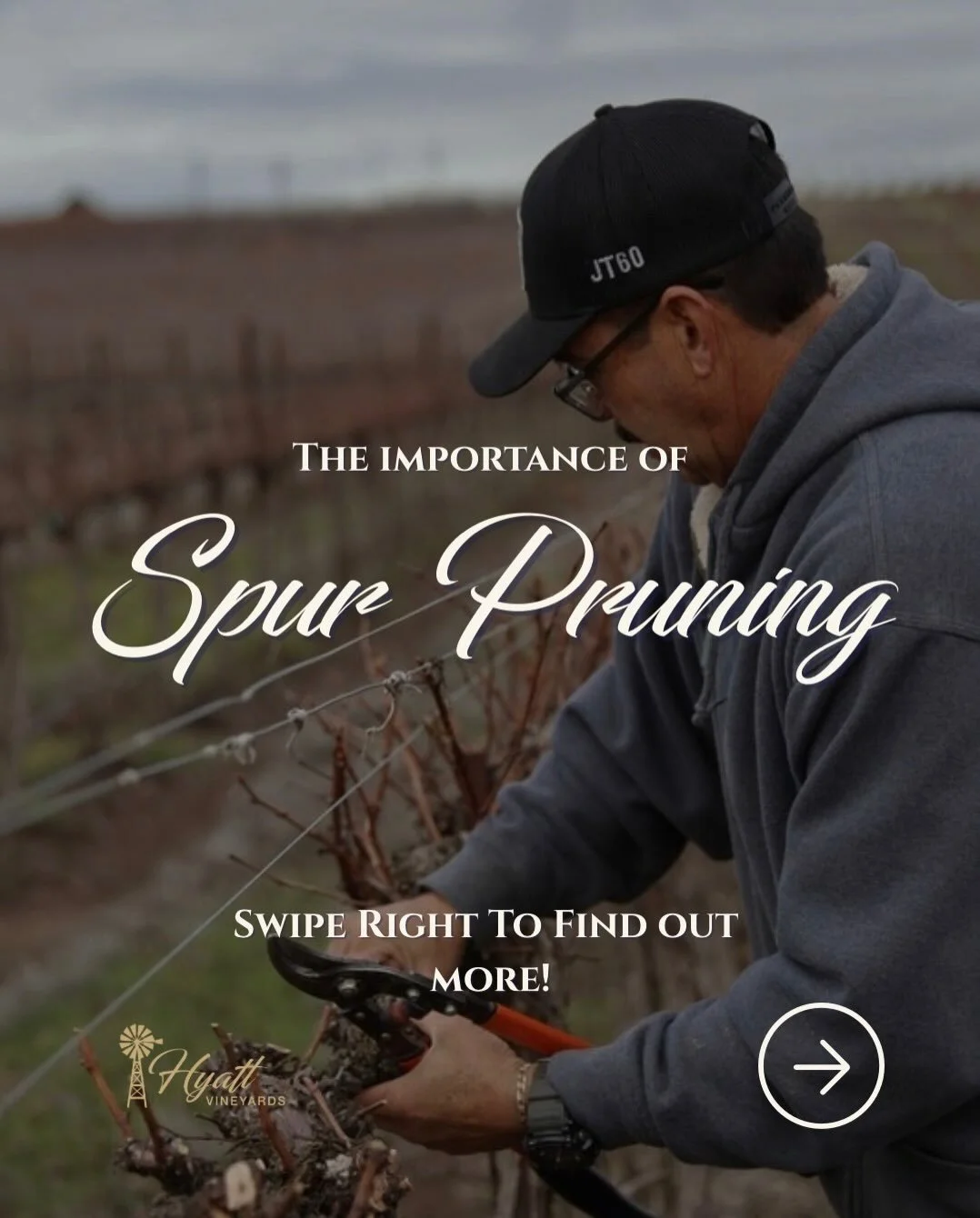 It&rsquo;s busy pruning season here at Hyatt Vineyards! Now is the time we set up our estate vines for a healthy, productive year. 

In this post, we break down how to spot one-year-old wood, the basics of spur pruning, and why proper pruning keeps o