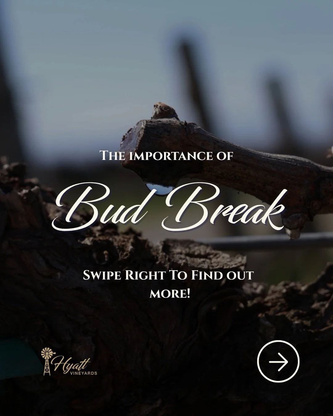 Bud break has begun at Hyatt Vineyards.
Our estate vines are waking up for a new vintage.

#hyattvineyards #wedowine #traditioninnovationblended #wastatewine