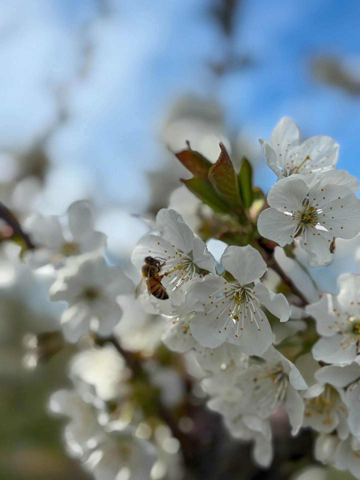 Cherry blossoms are in bloom at Hyatt Vineyards, and the bees are hard at work. Our farm is more than just vineyards. From cherries to wine grapes, diversity is part of what makes this place special. While the bees play a crucial role in pollinating 