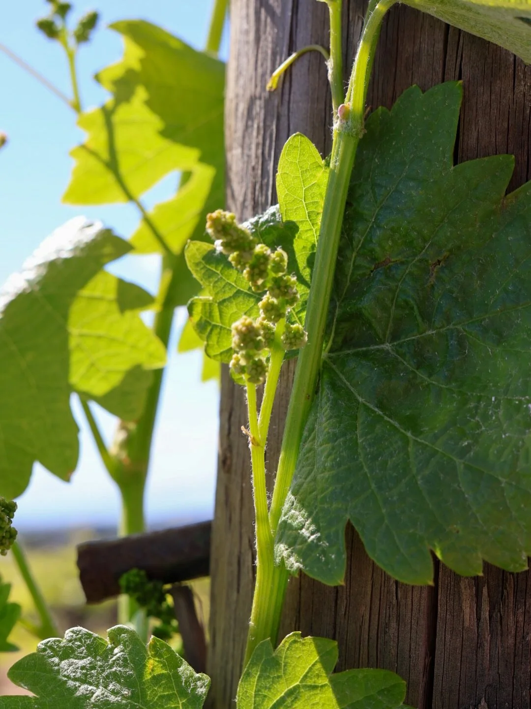 Spring is doing its thing. Fresh growth, green rows, and a lot ahead.

#springinthevineyard #hyattvineyards #growth #vineyard #wastatewine