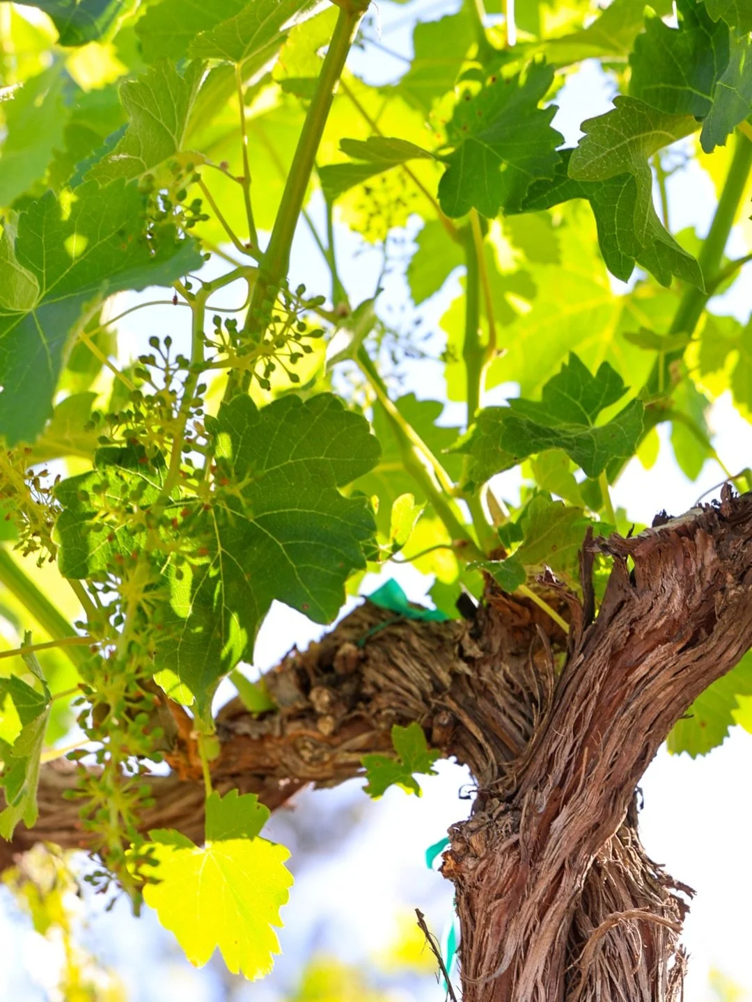 The vineyard is officially in early fruit set and things are starting to look a little more like grapes around here. Long sunny days in the Rattlesnake Hills and the vines are loving it.

#hyattvineyards #fruitset #rattlesnakehillsava #vineyard #wedo