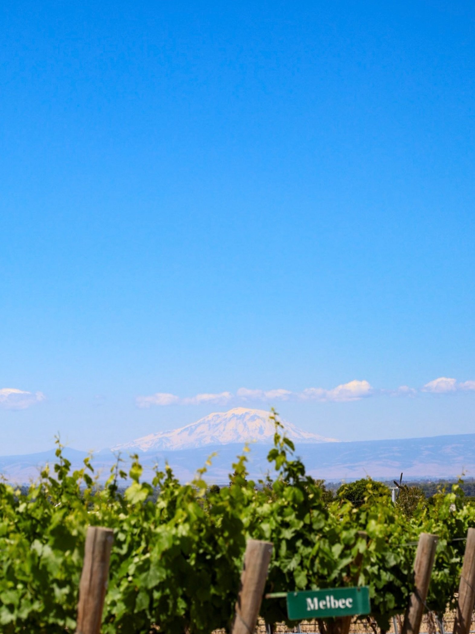 From the lawn at Hyatt, you can take in views of both Mount Adams and Mount Rainier. Not a bad way to spend an afternoon with a glass of wine.

Open today 11am-5pm

#wedowine #hyattvineyards #wastatewine #mountadams #mountrainier