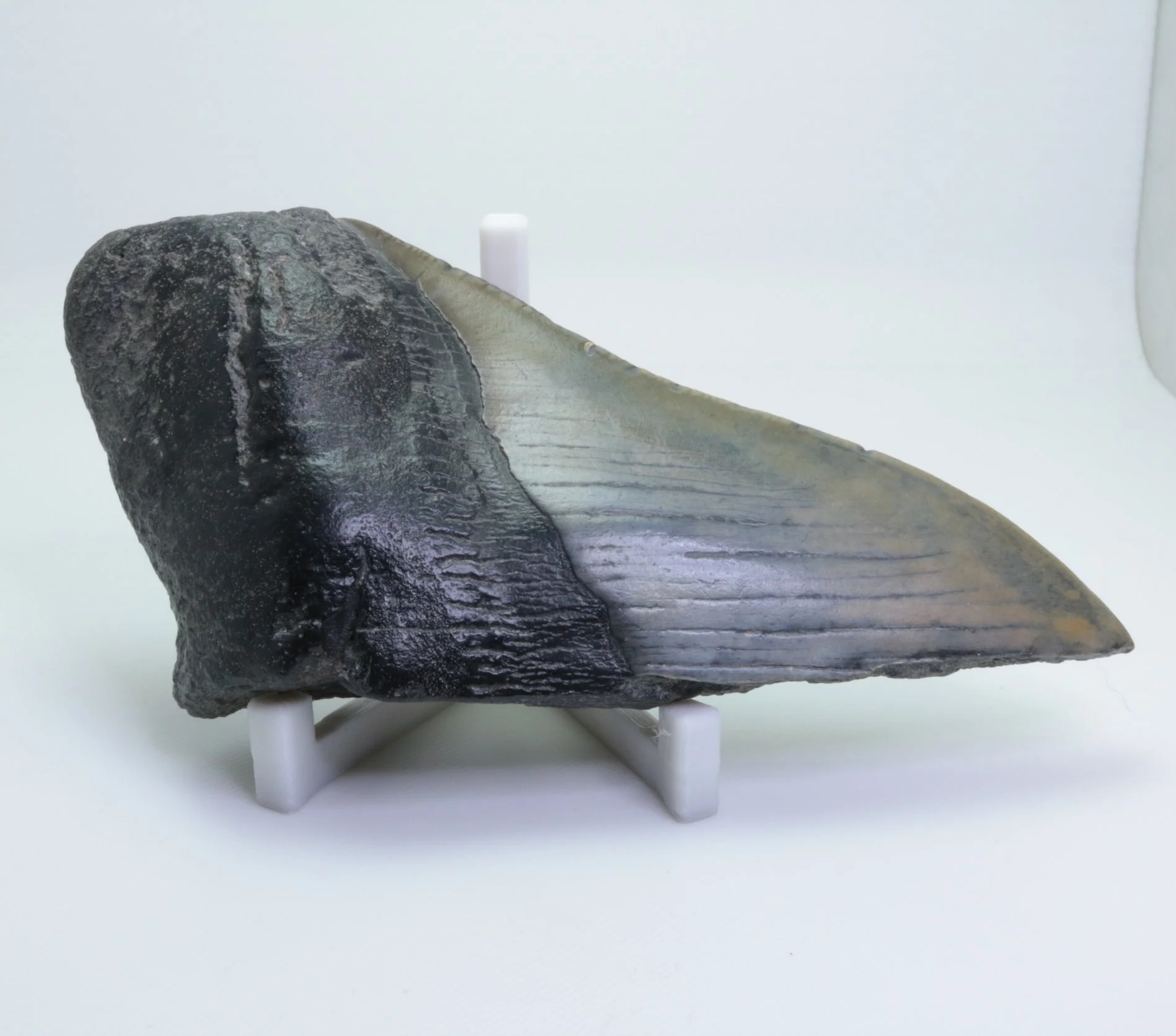 Heartbreaker Megalodon - 4.50