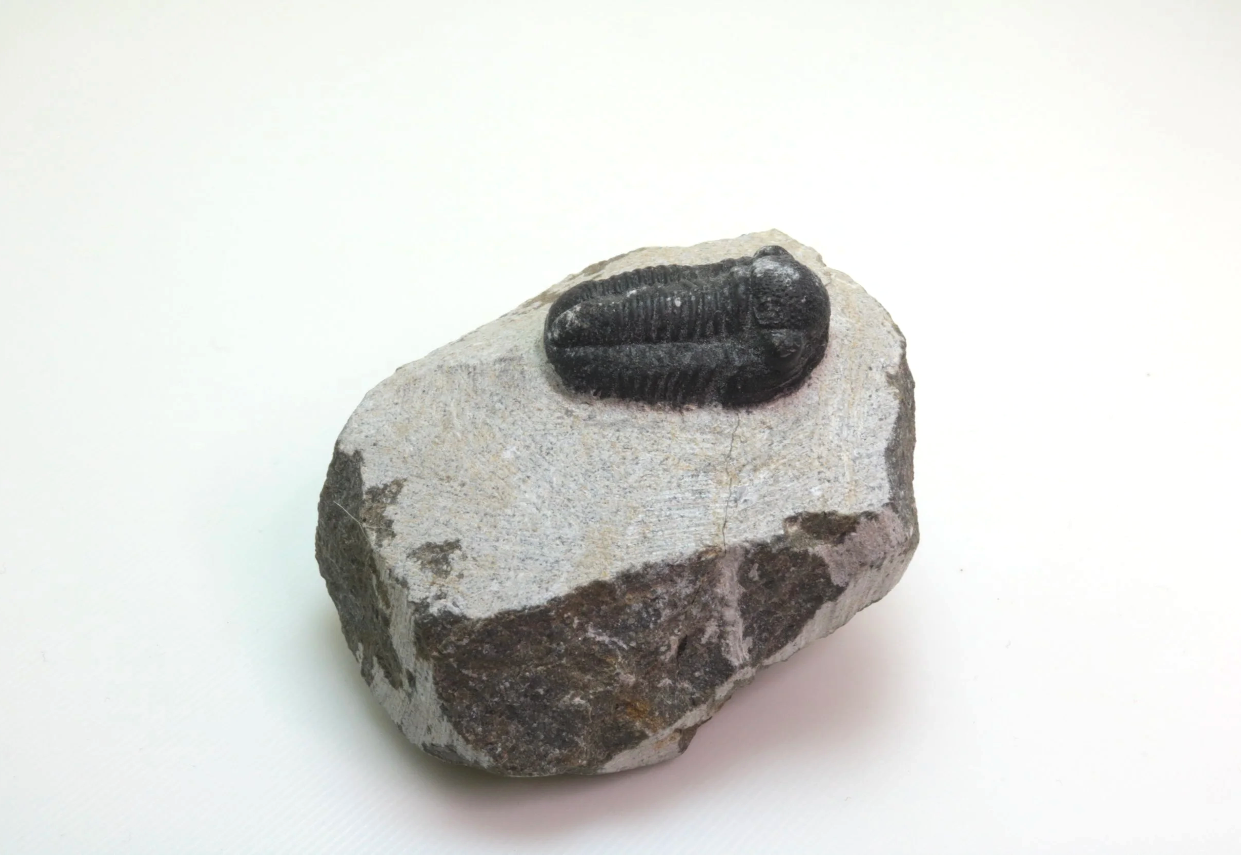 Gerastos sp. Trilobite #2