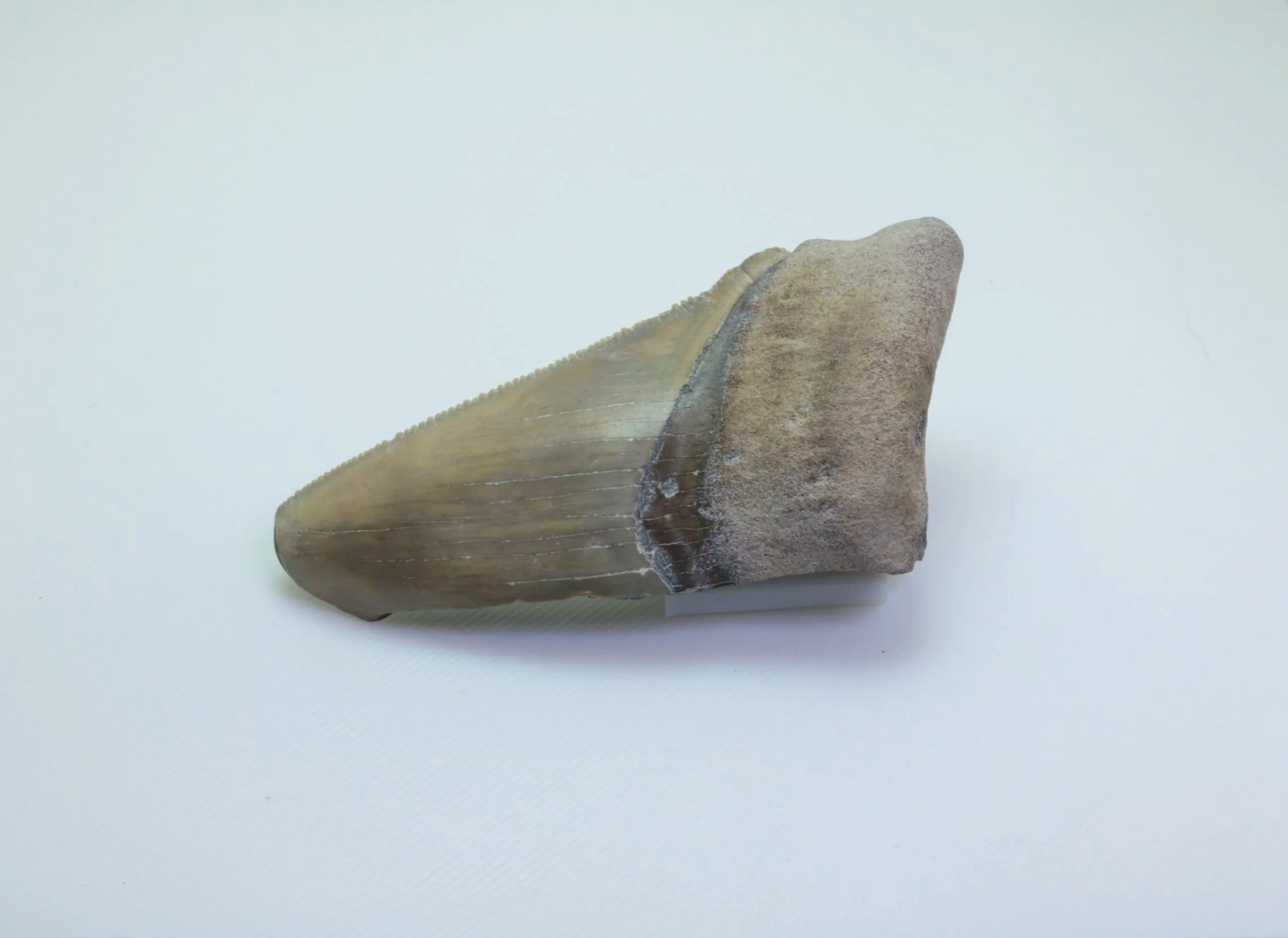 Heartbreaker Megalodon - 2.80"