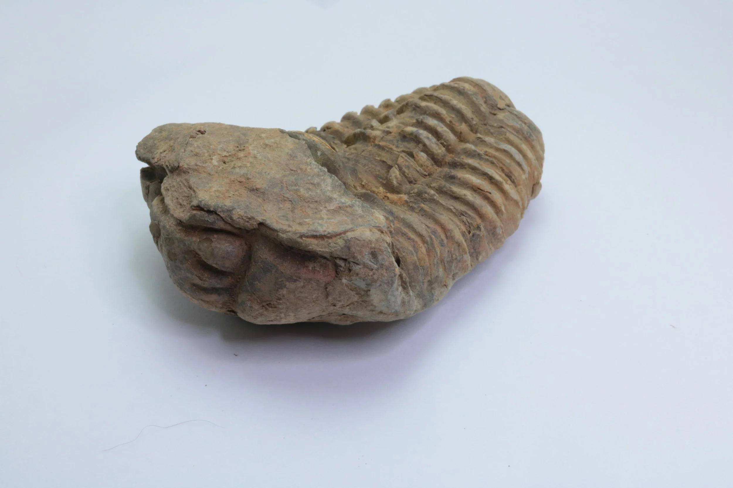 calymene 002-1.JPG