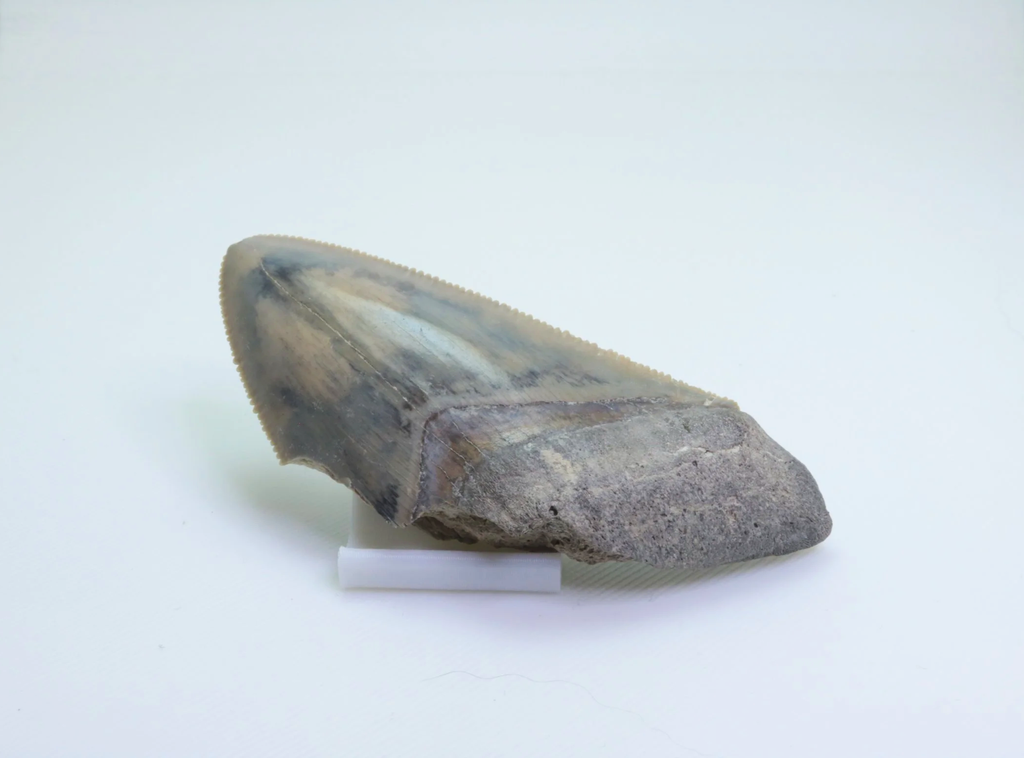Heartbreaker Megalodon - 2.50