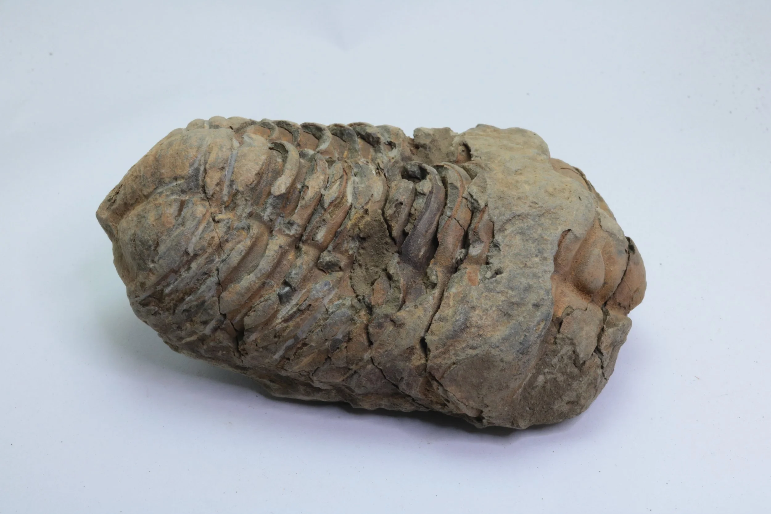 calymene 005-4.JPG