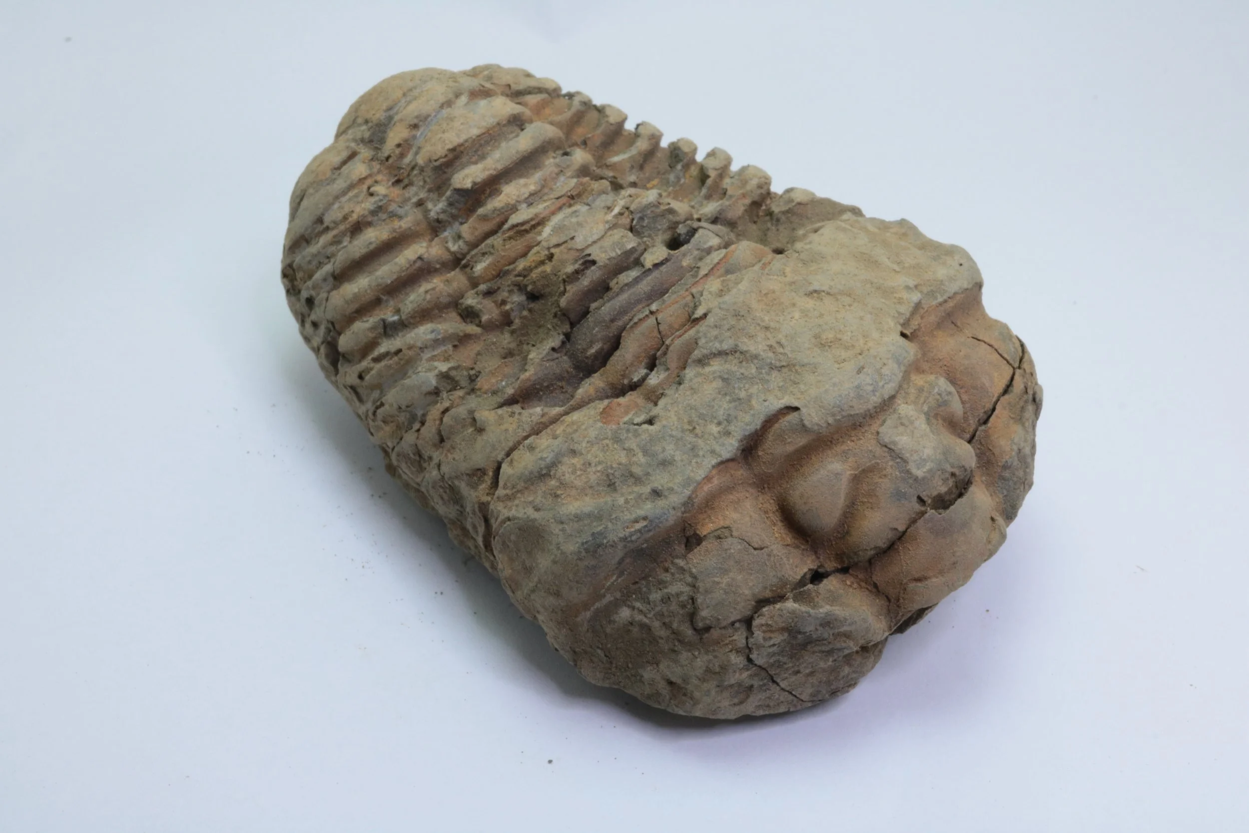 Calymene Trilobite #5