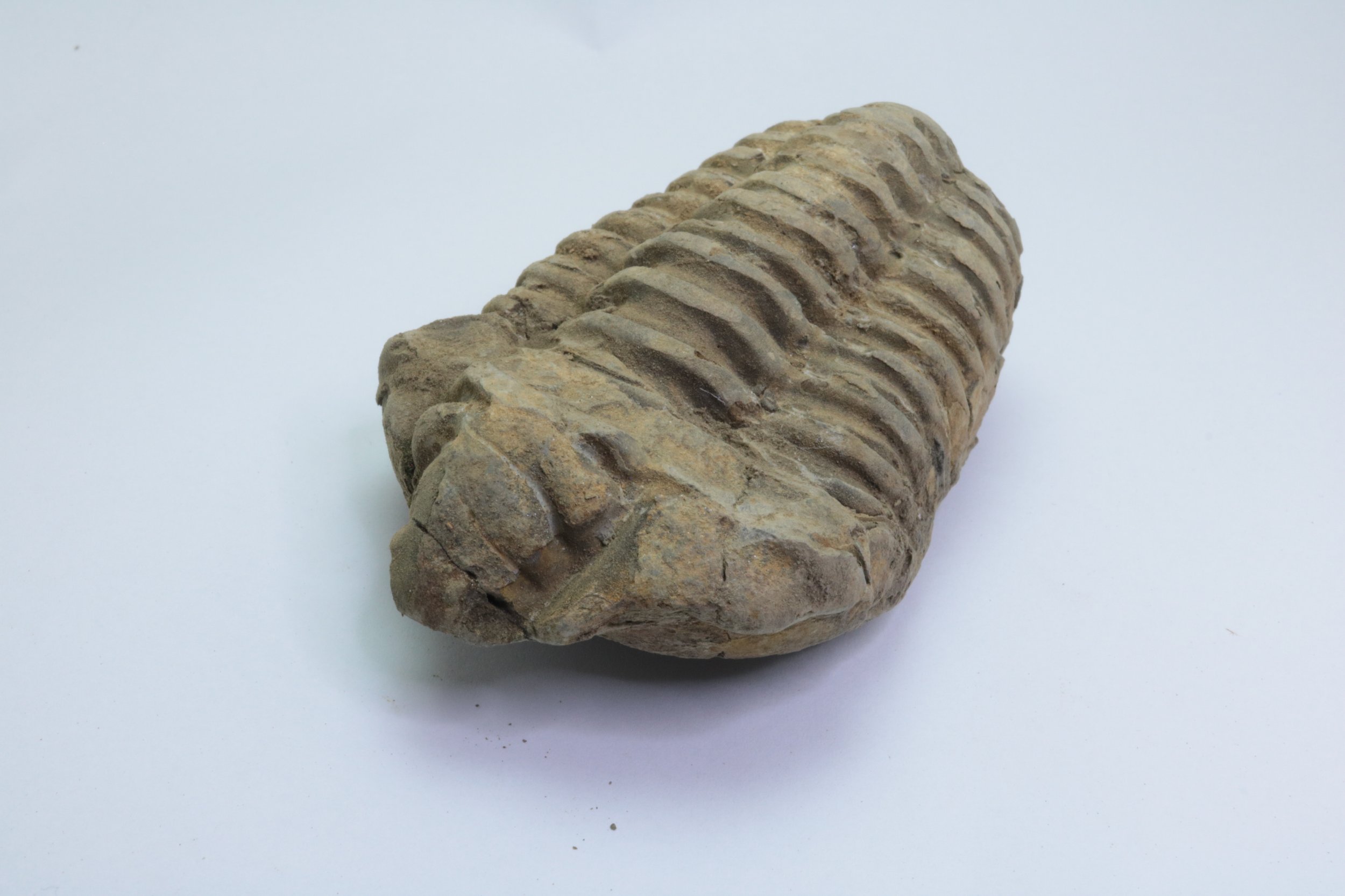 Calymene Trilobite #4