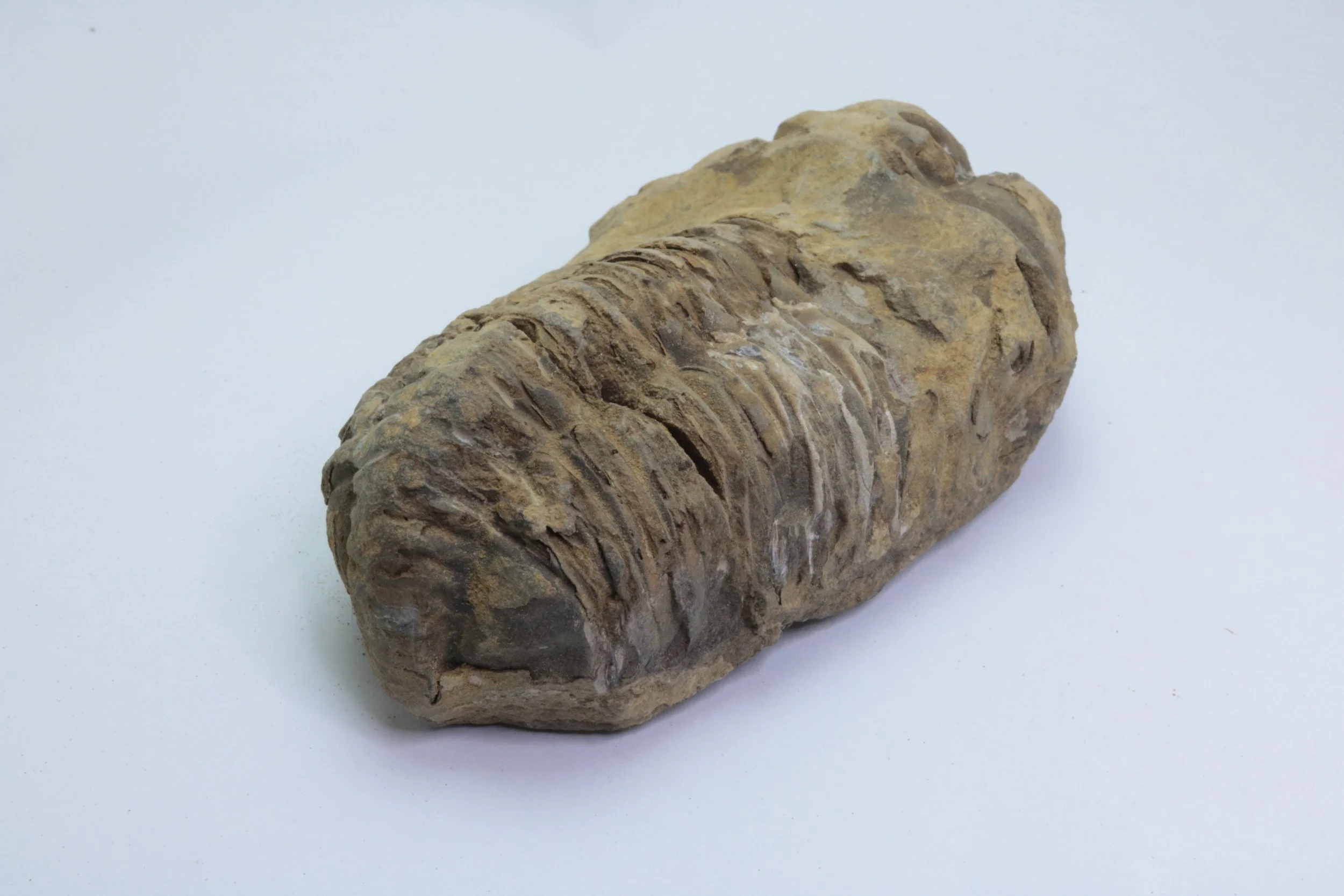 calymene 003-3.JPG