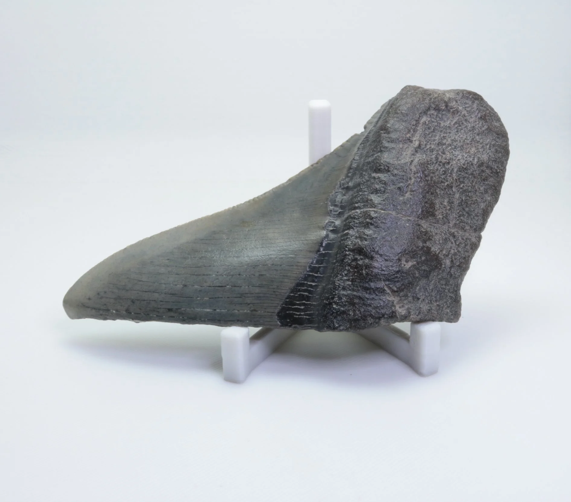 Heartbreaker Megalodon - 4.17