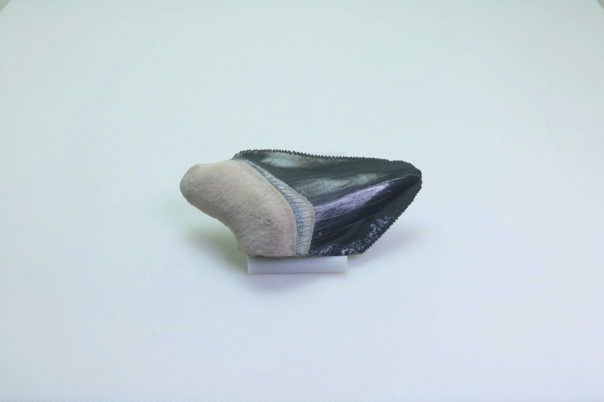 Heartbreaker Megalodon - 1.95