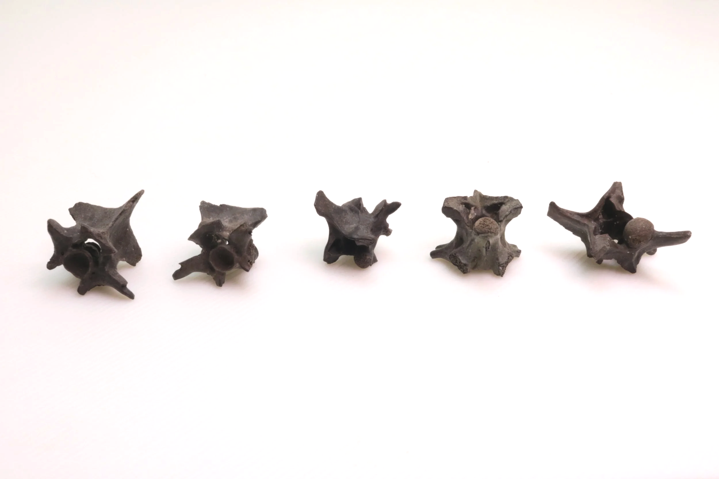 Snake Vertebrae x 5 - Small