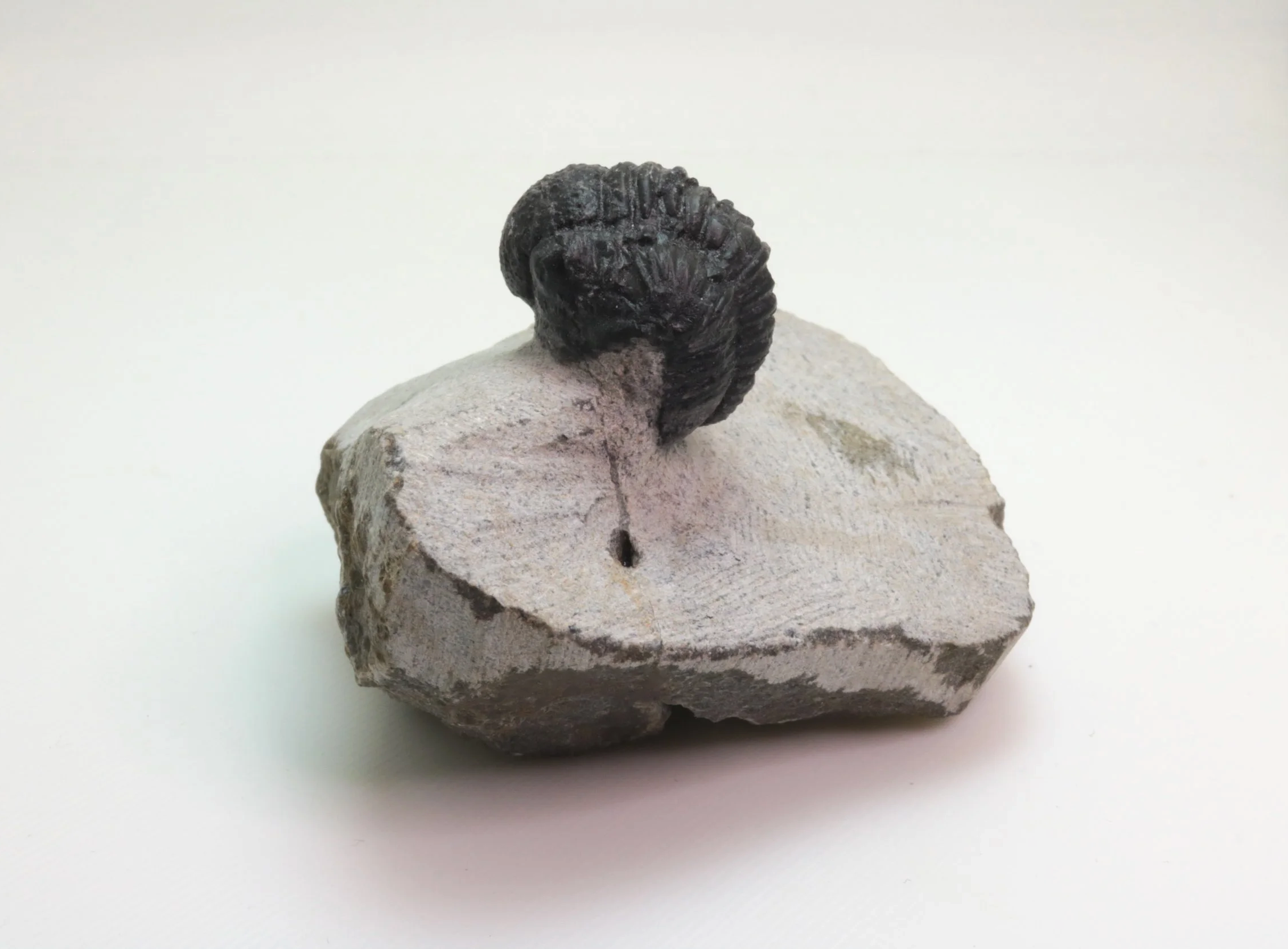 Gerastos sp. Trilobite #4