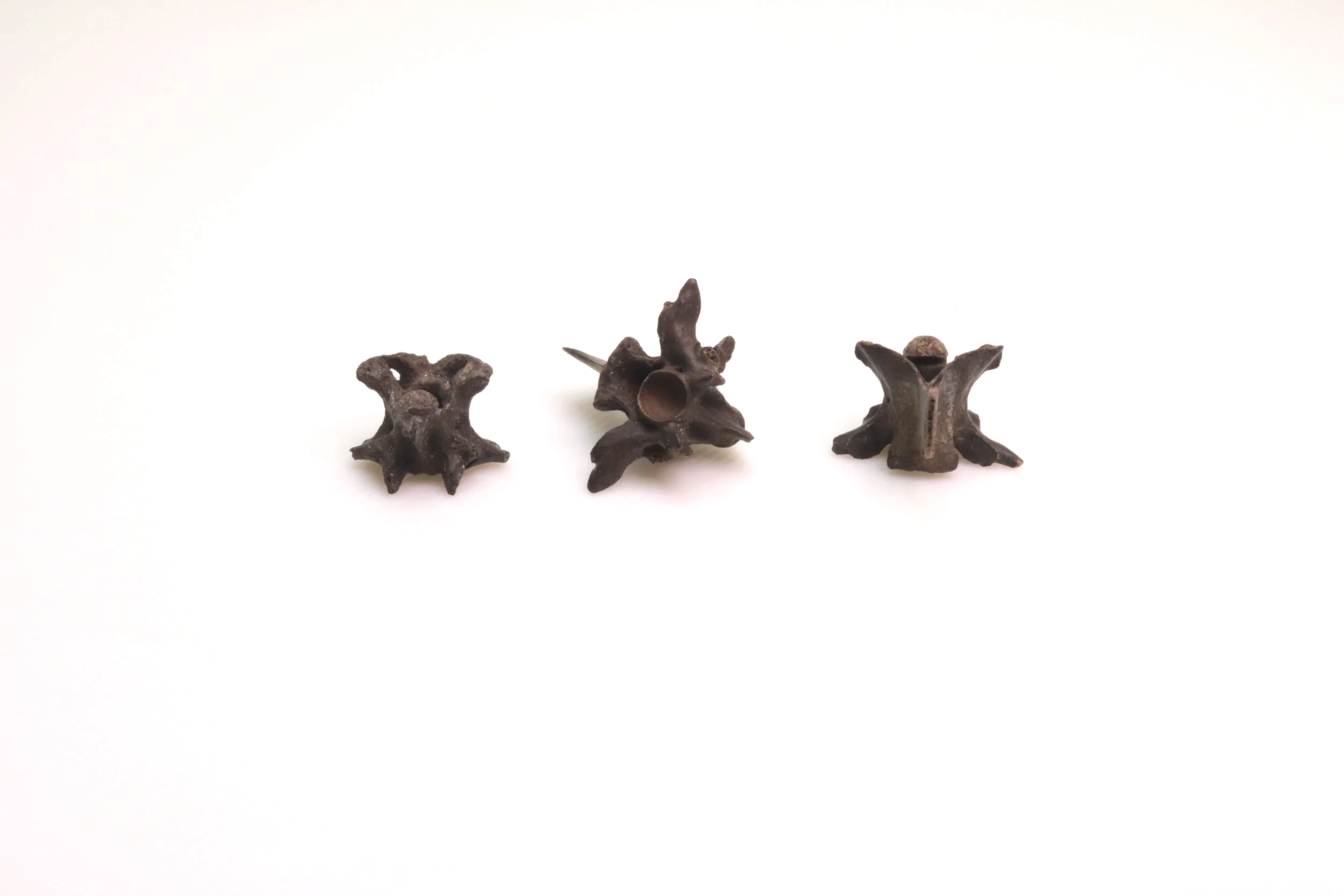 Snake Vertebrae x 3 - Small