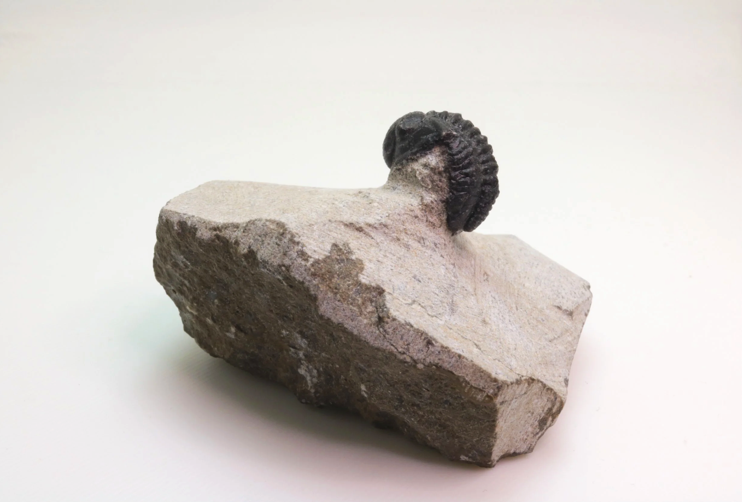 Gerastos sp. Trilobite #1