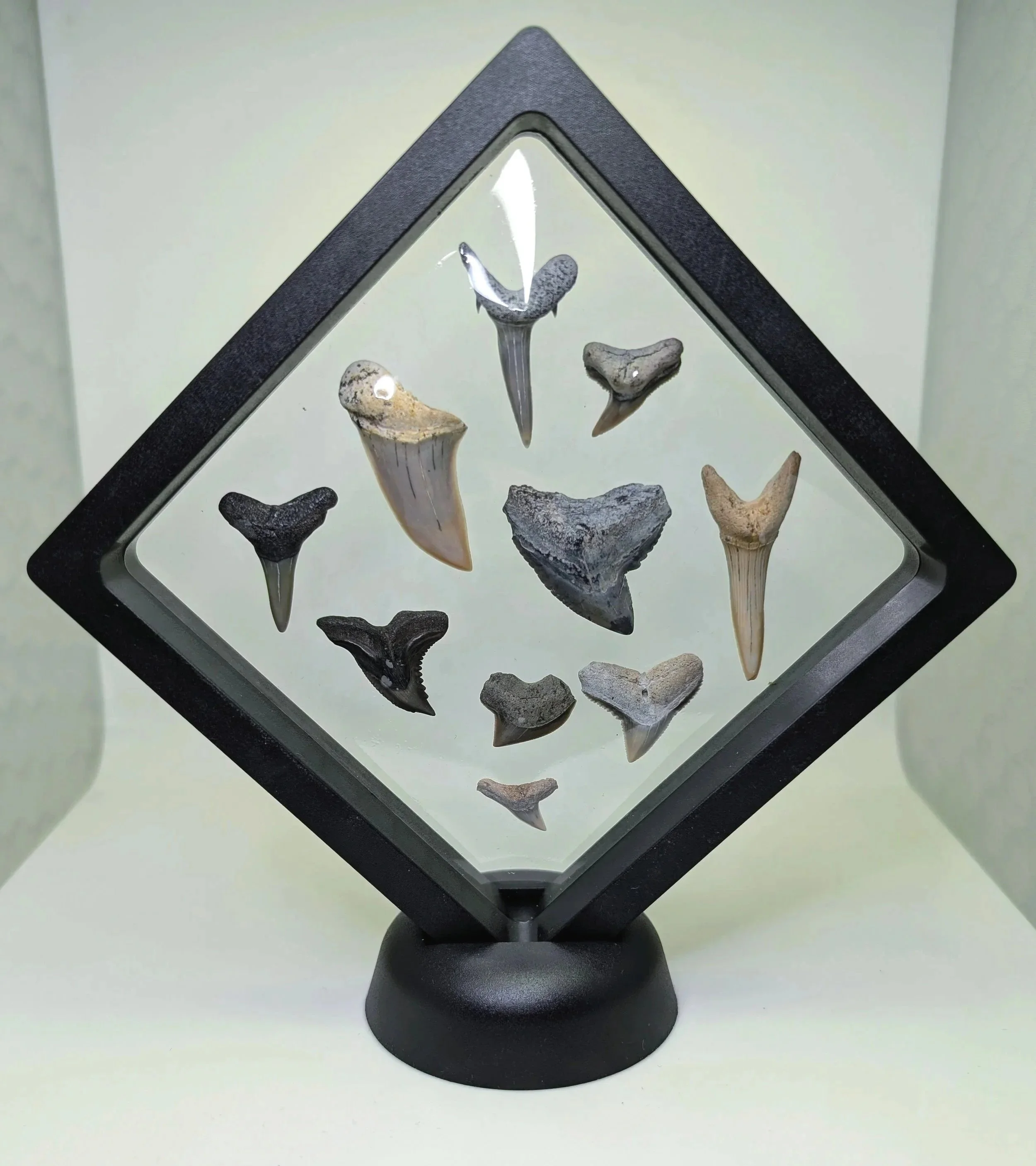 Curated Shark Teeth