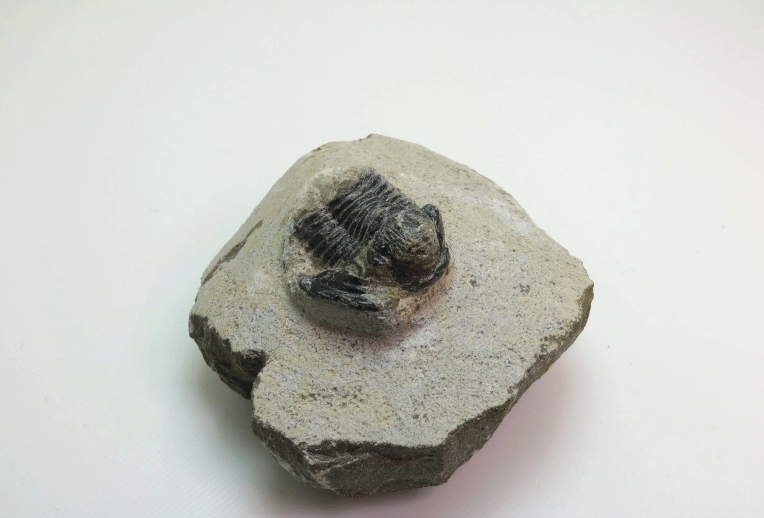 Gerastos sp. Trilobite #3