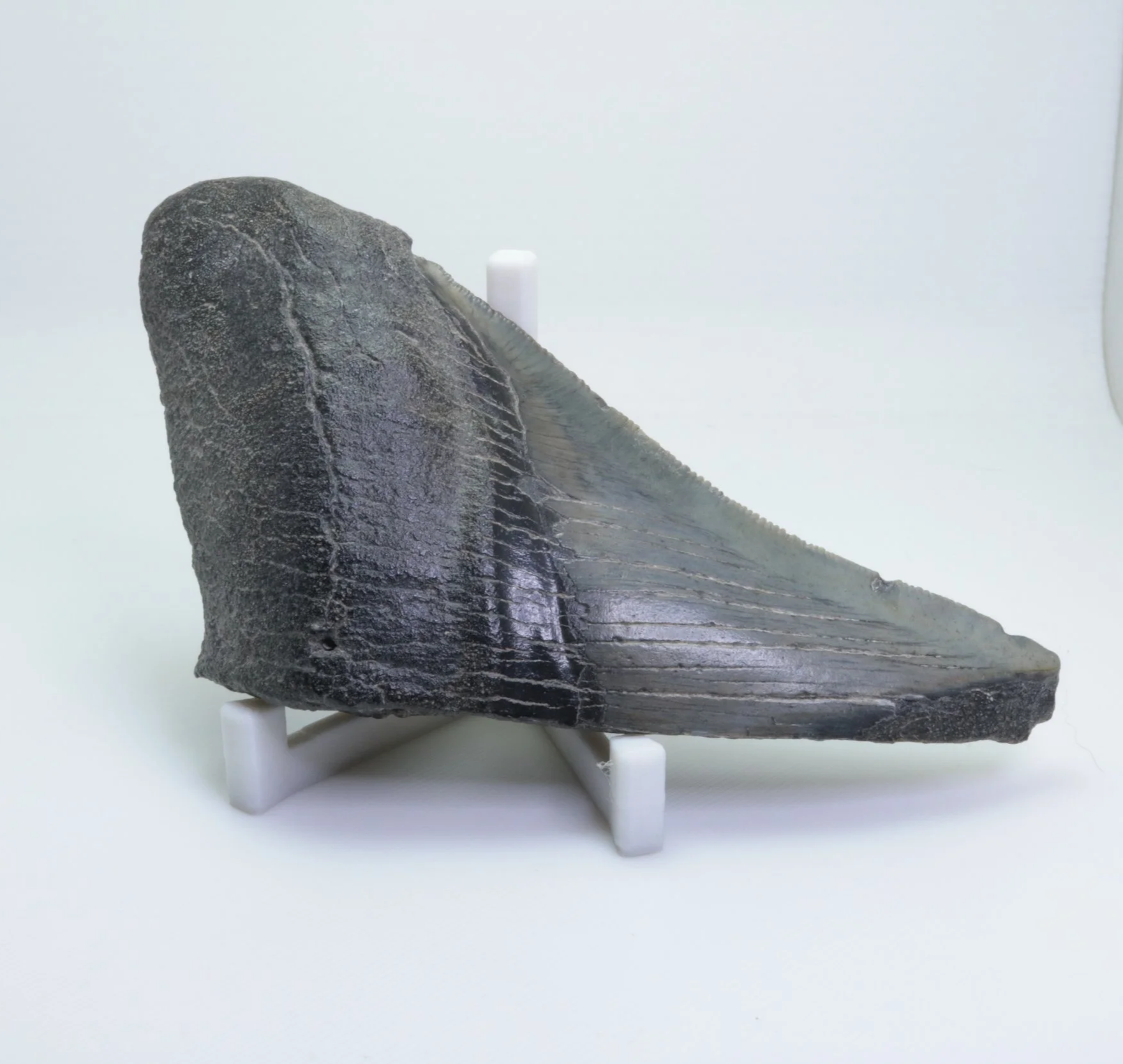 Heartbreaker Megalodon - 4.30"