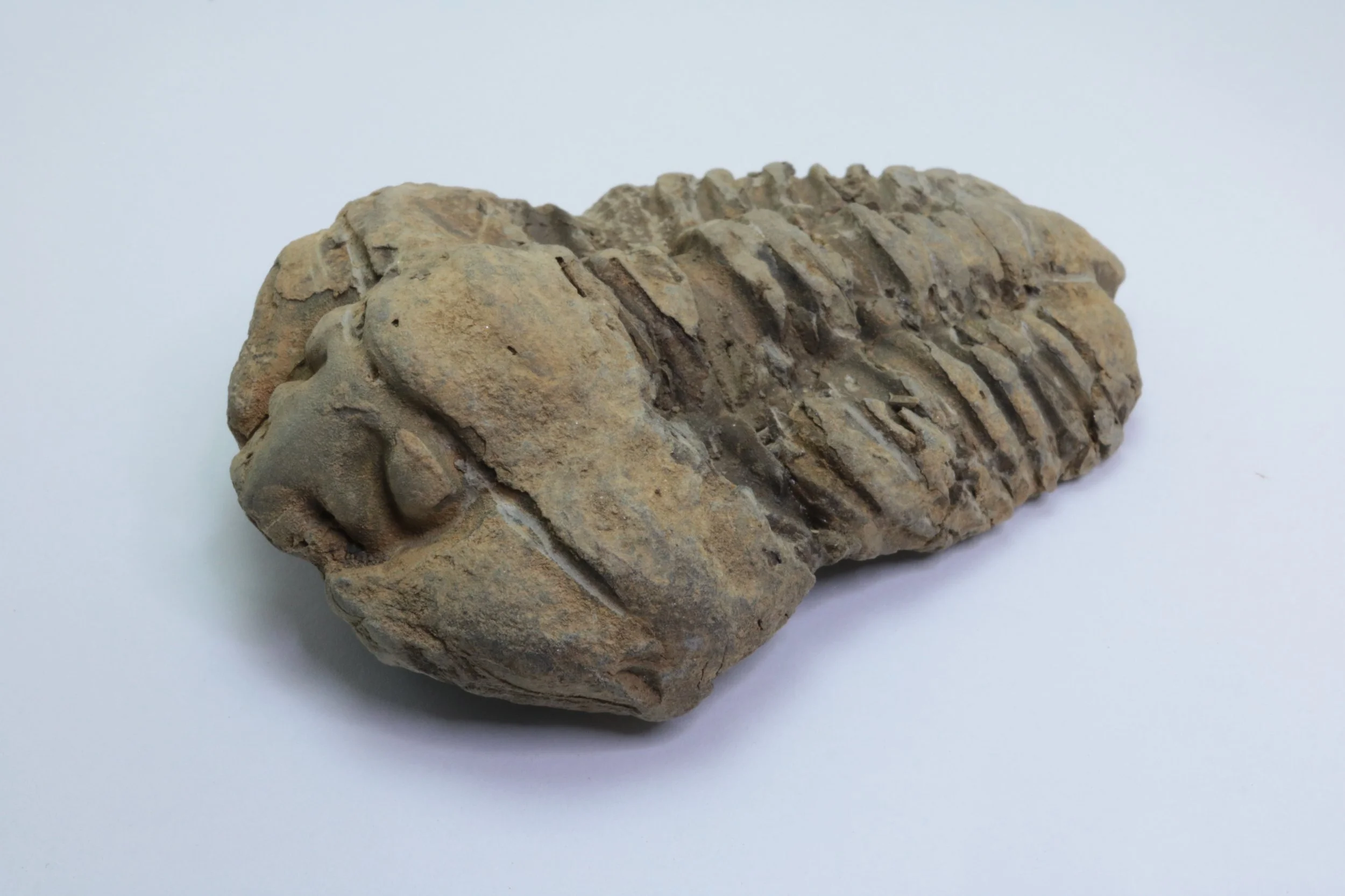 Calymene Trilobite #1