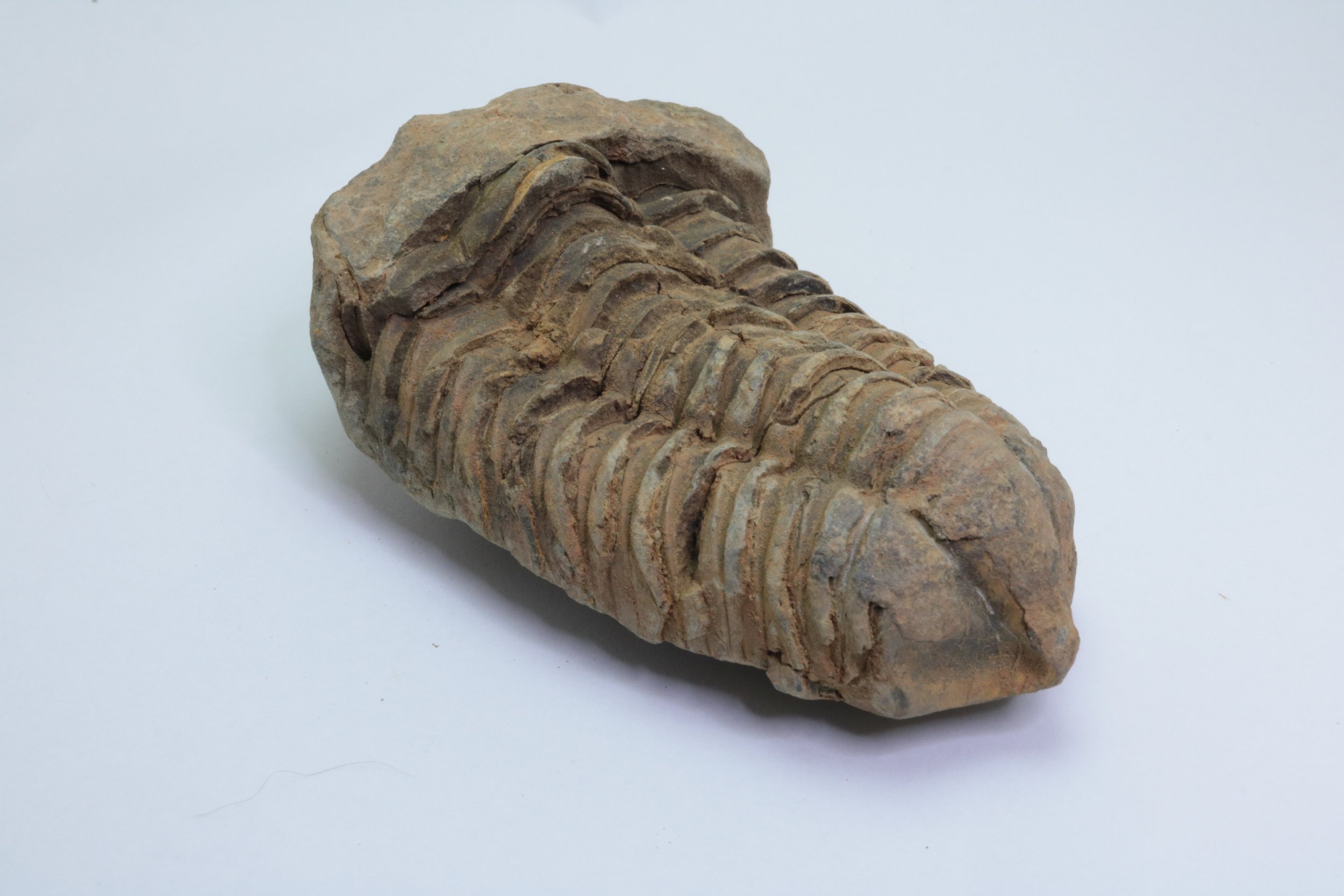 Calymene Trilobite #2
