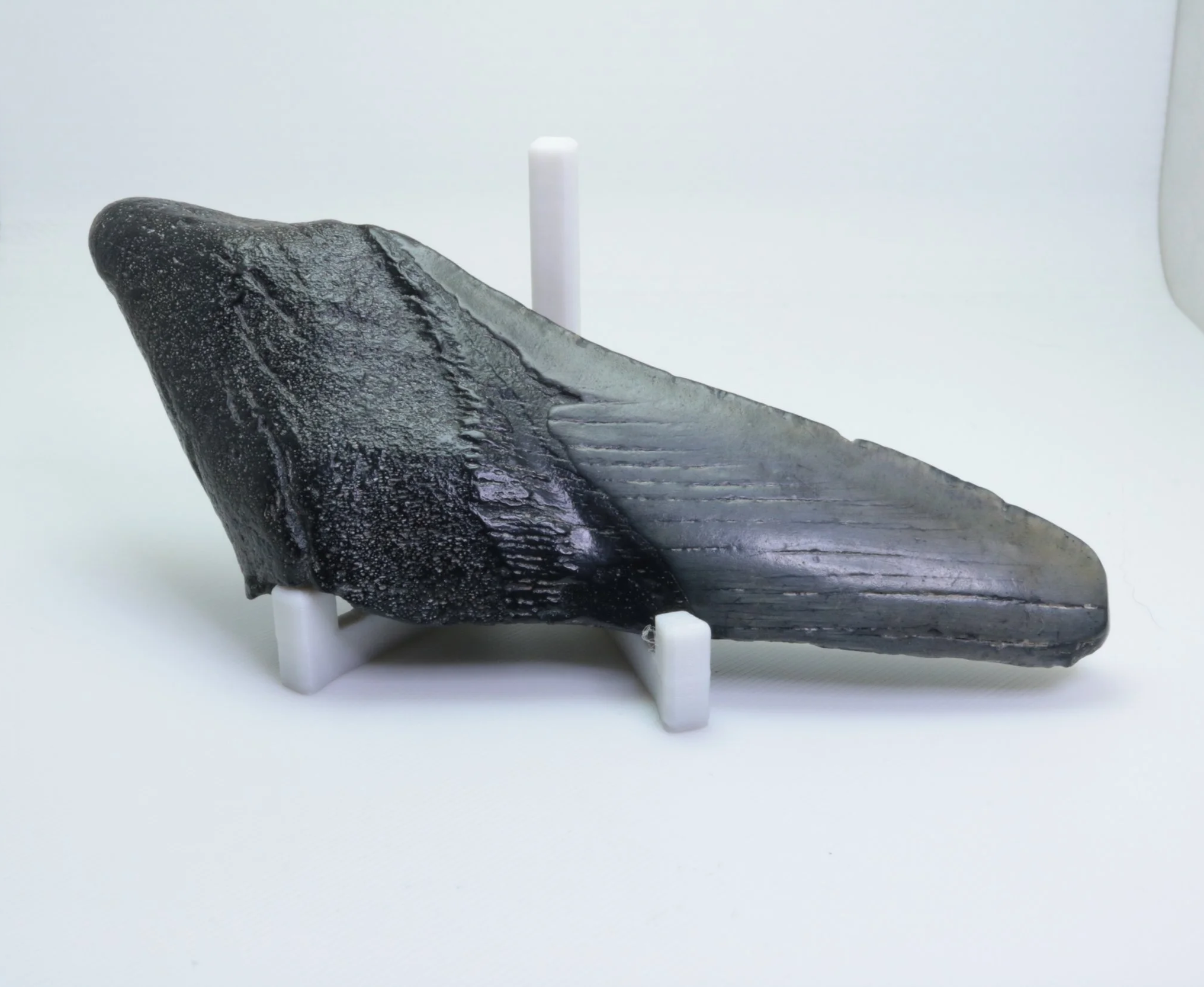 Heartbreaker Megalodon - 4.66"