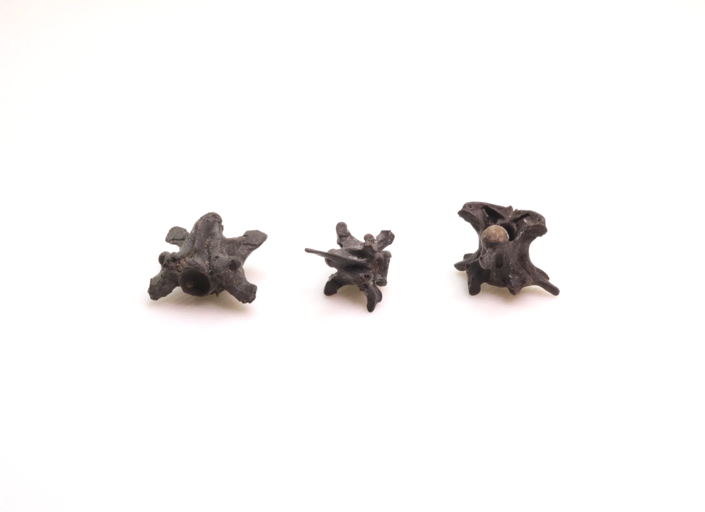 Snake Vertebrae x 3 - Small